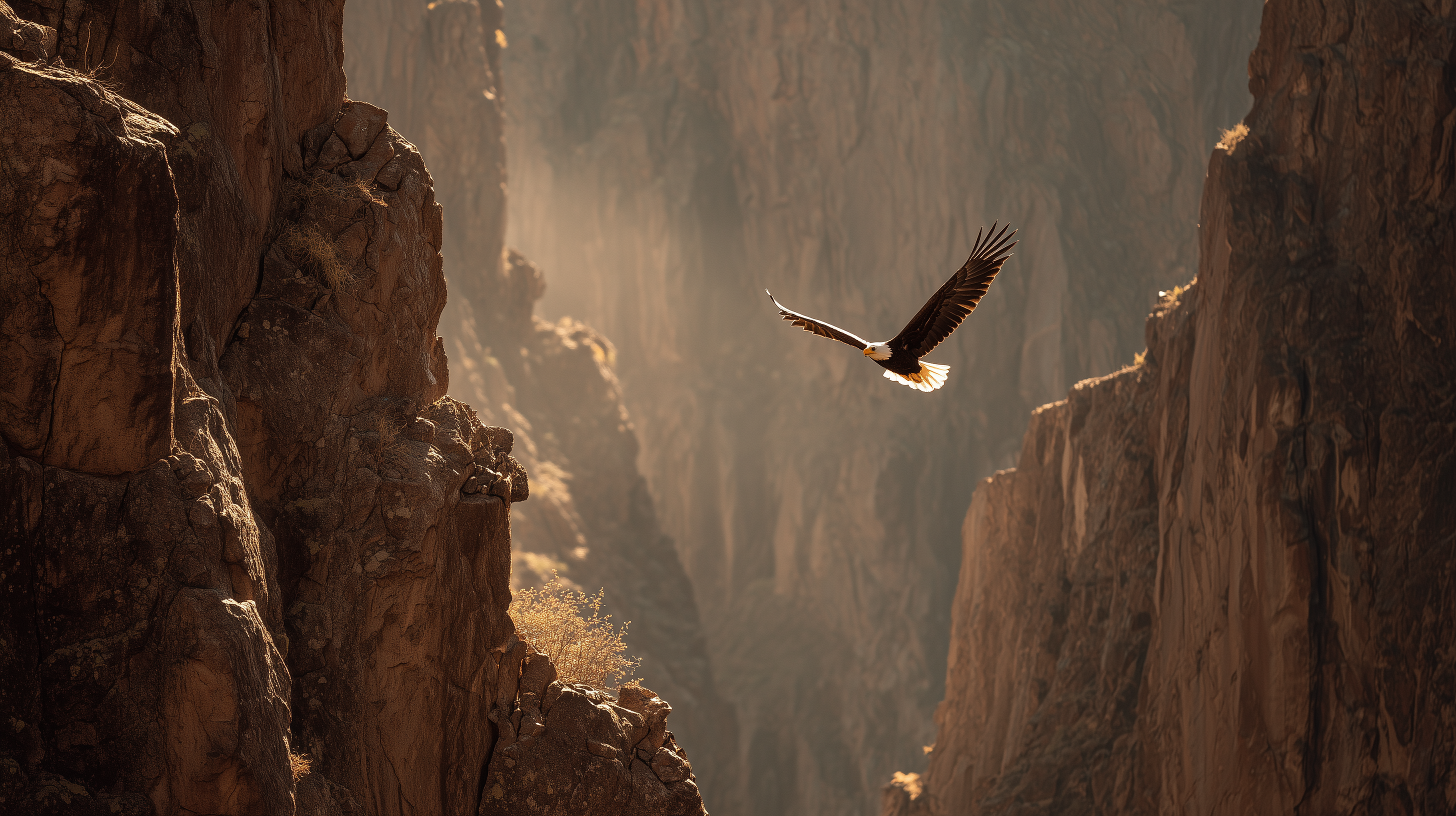 fond d'écran Pygargue à tête blanche hd téléchargement gratuit