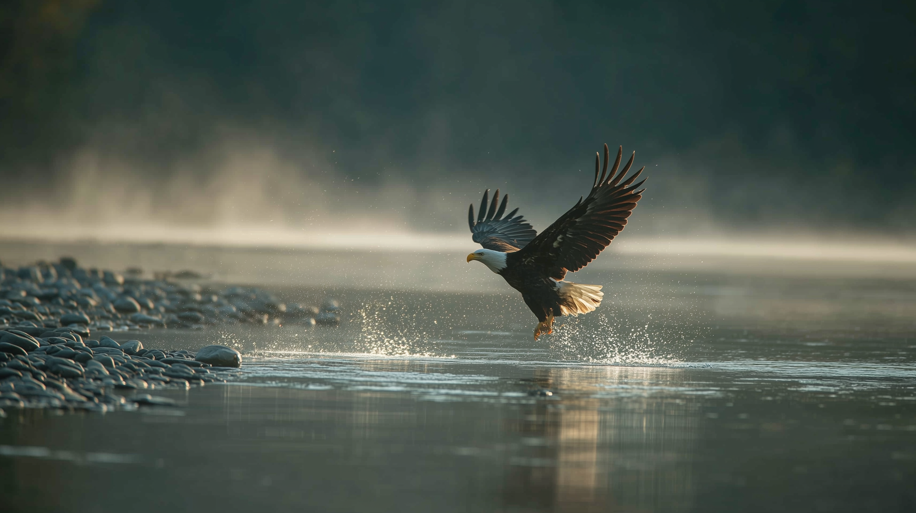 fond d'écran Pygargue à tête blanche 1920x1080 4k téléchargement gratuit