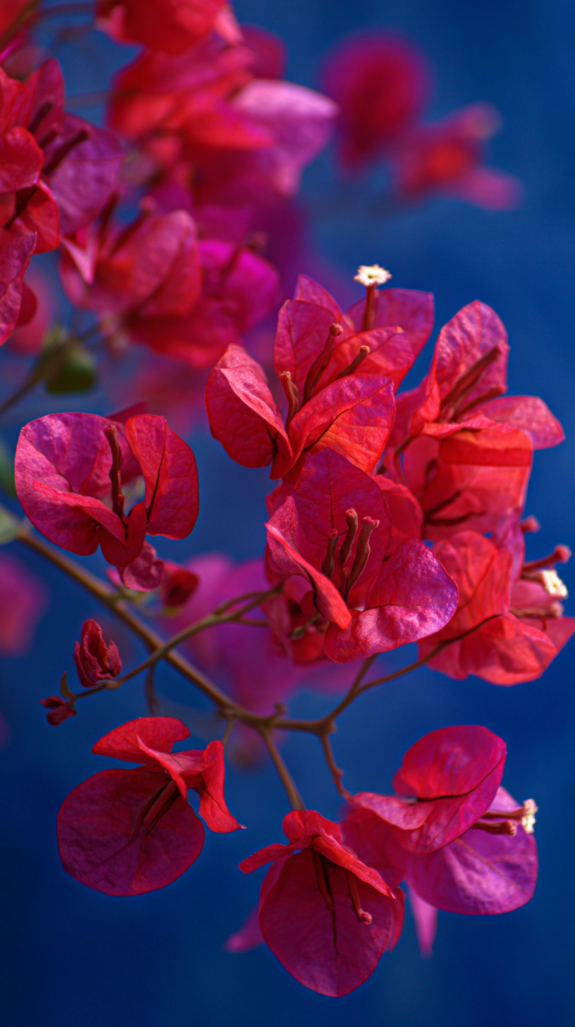 fond d'écran Bougainvillea iphone original gratuit
