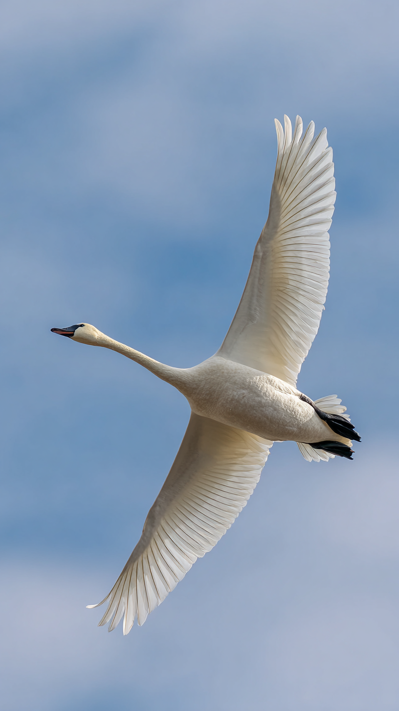 fond d'écran Cygne téléphone Nokia gratuit