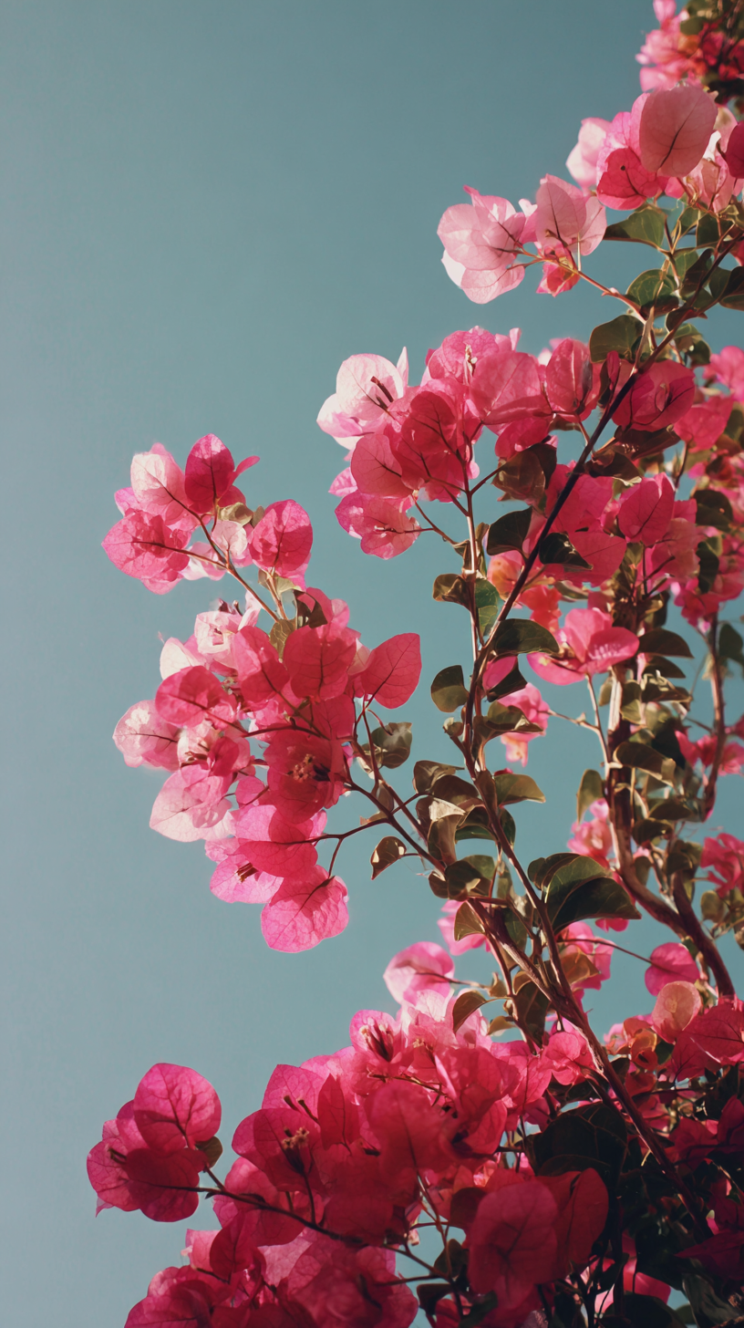 photo fond d'écran Bougainvillea iphone gratuit