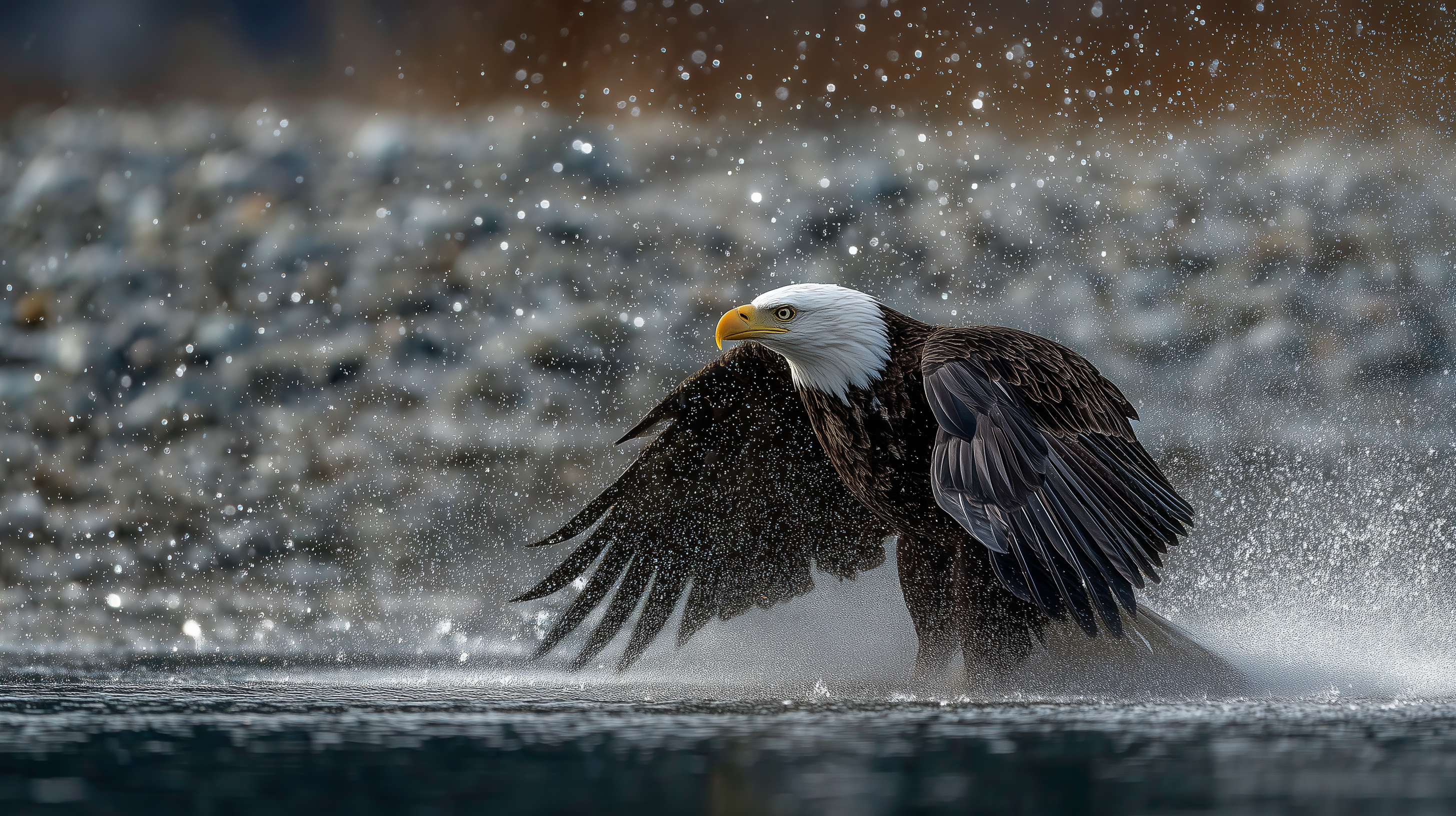 fond d'écran Pygargue à tête blanche MSI téléchargement gratuit