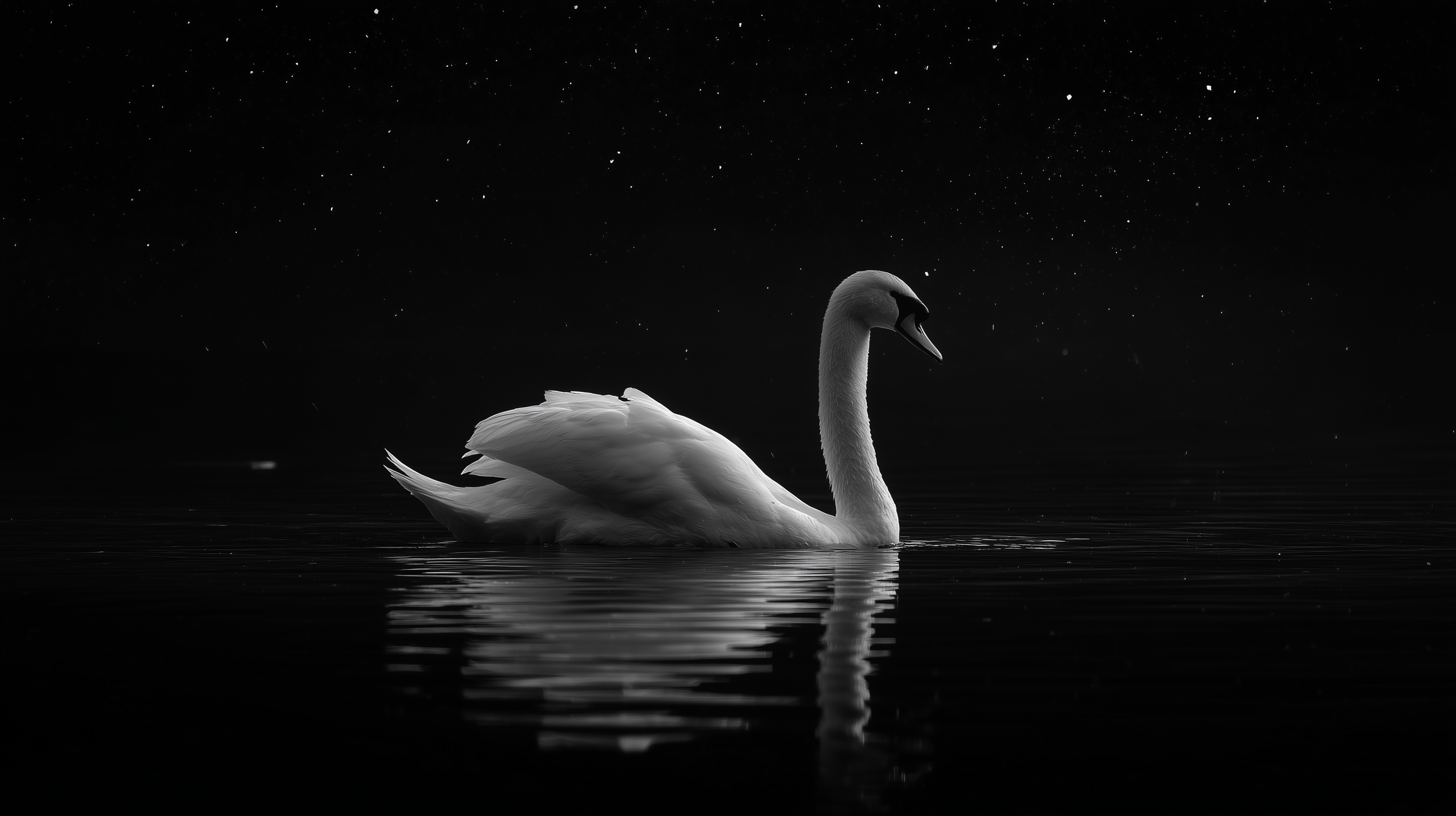 fond d'écran Cygne windows 11 hd téléchargement gratuit