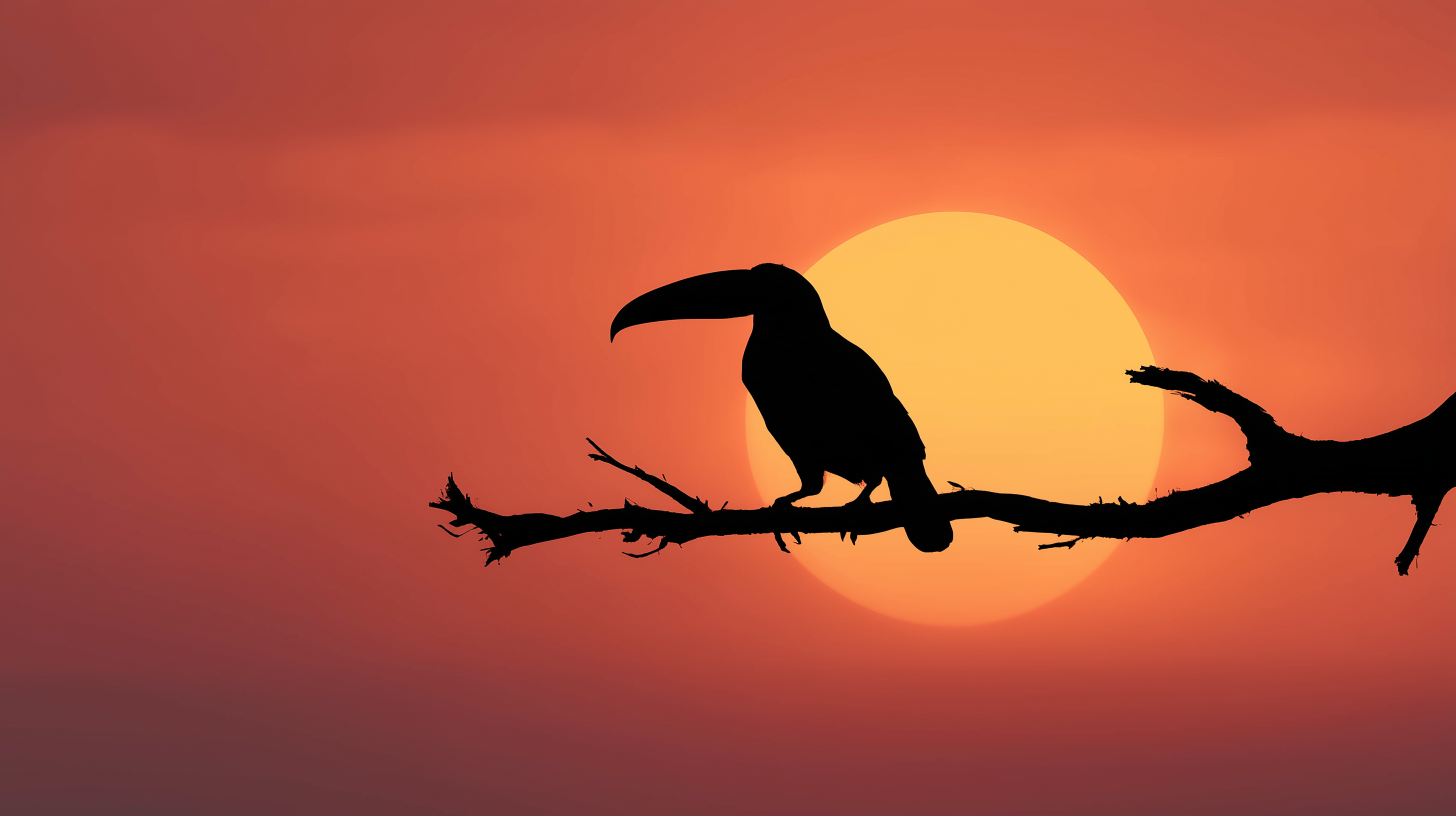 fond d'écran Toucan pc téléchargement gratuit