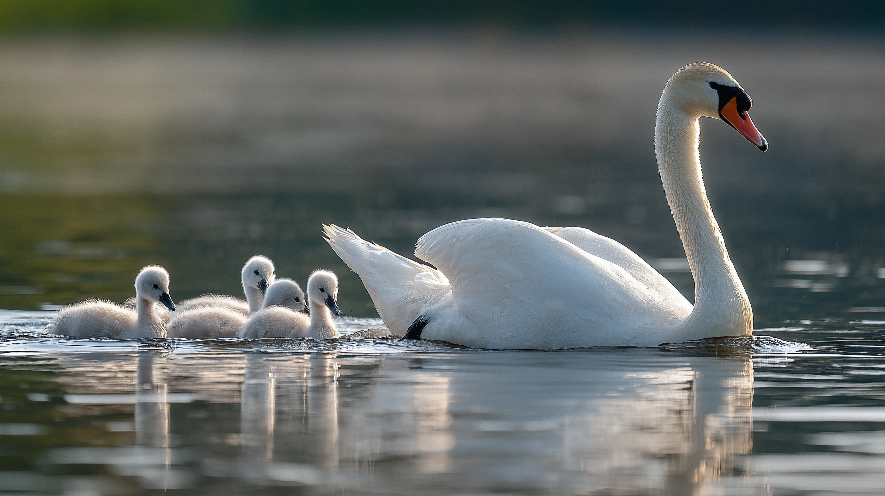 fond d'écran Cygne windows 11 4k téléchargement gratuit