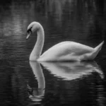 Cygne thumbnail