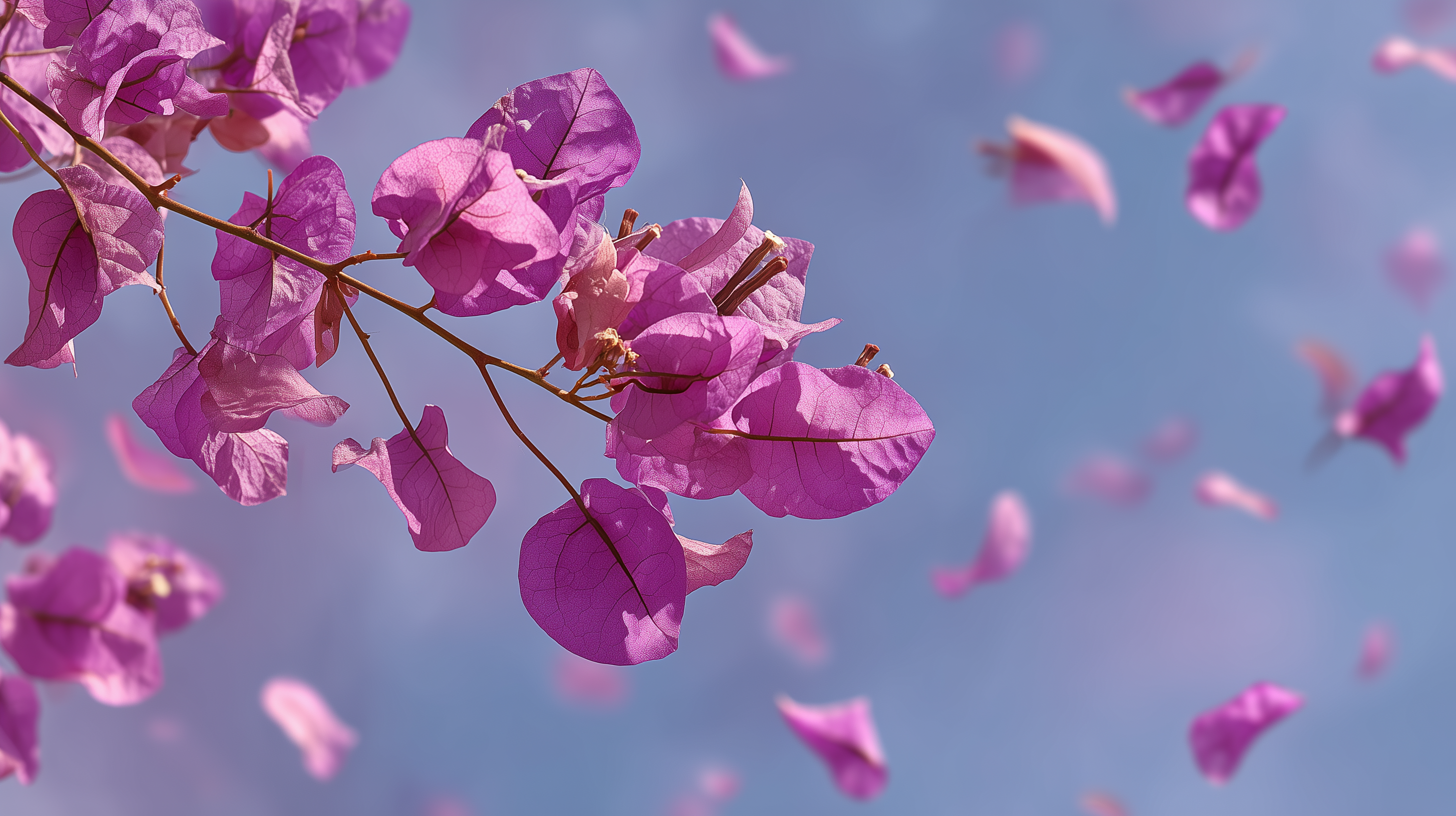 fond d'écran Bougainvillea windows 11 téléchargement gratuit
