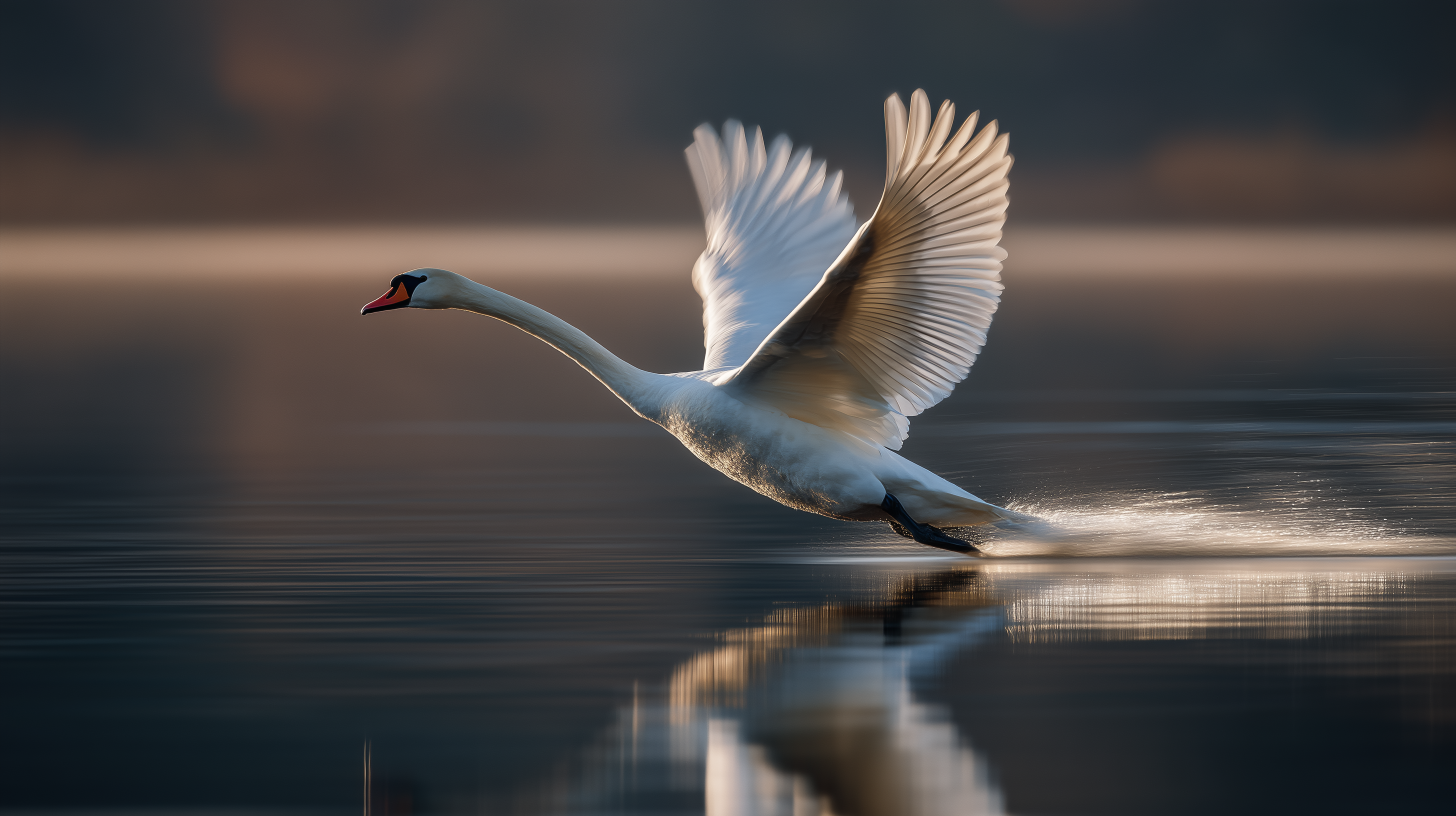 fond d'écran Cygne mac book téléchargement gratuit