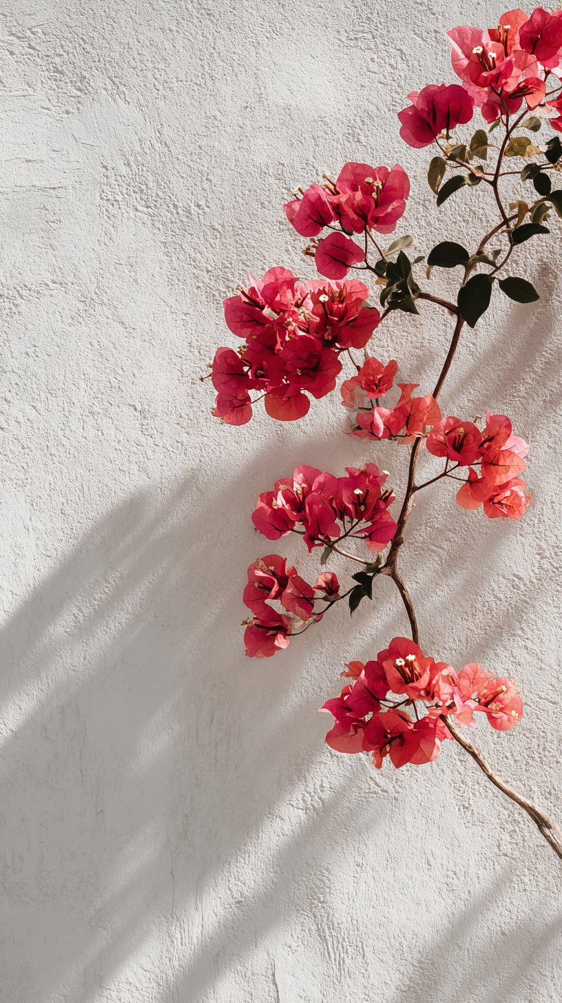 fond d'écran Bougainvillea pour tablette android gratuit