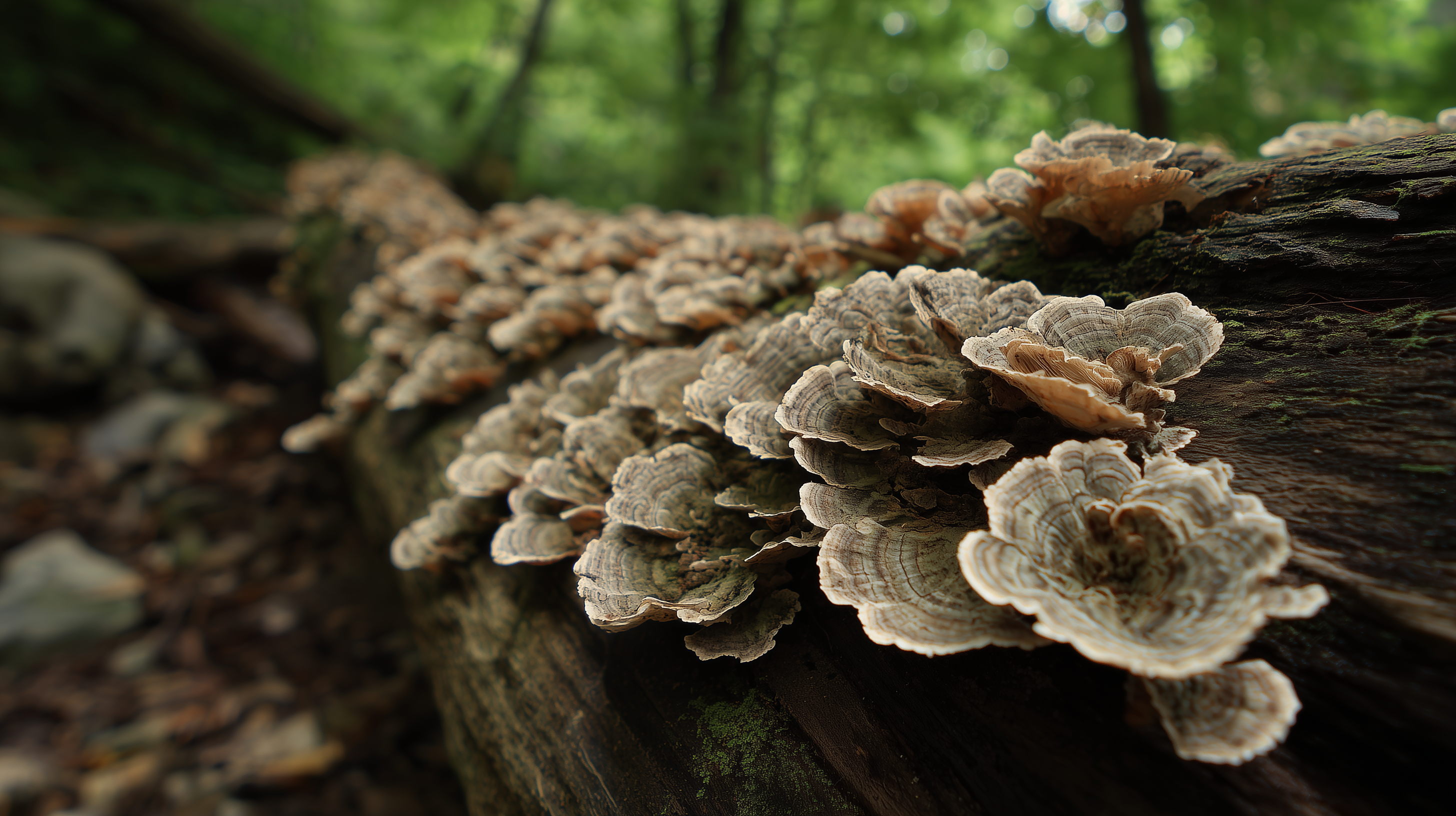 fond d'écran Champignon pc 5120x2880 téléchargement gratuit