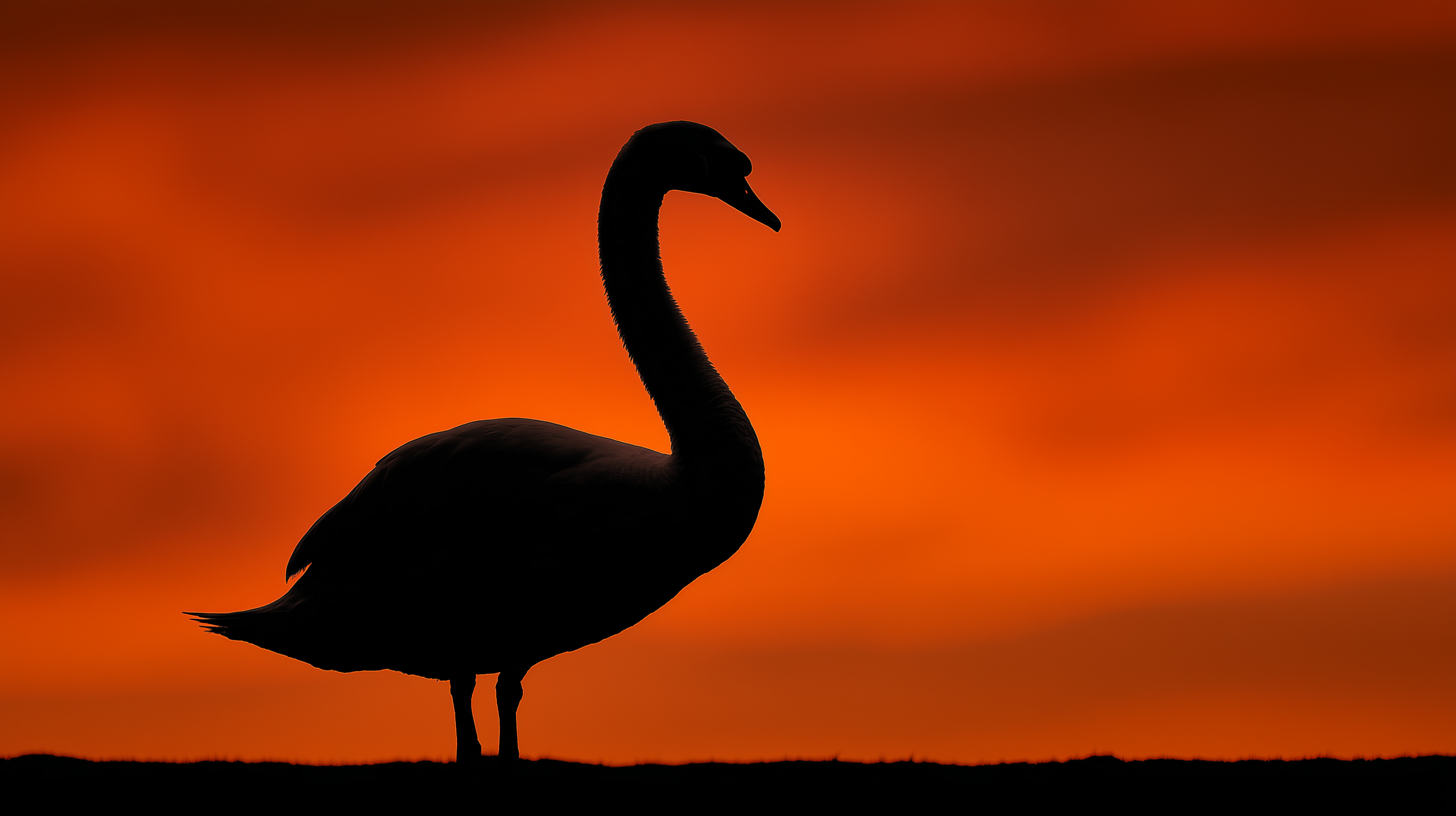 fond d'écran Cygne 16:9 téléchargement gratuit