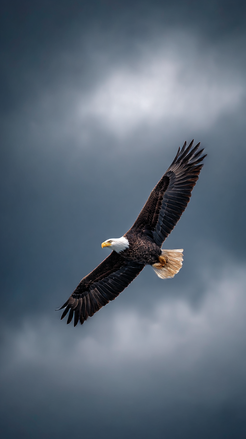 fond d'écran Pygargue à tête blanche iphone xr télécharger gratuit