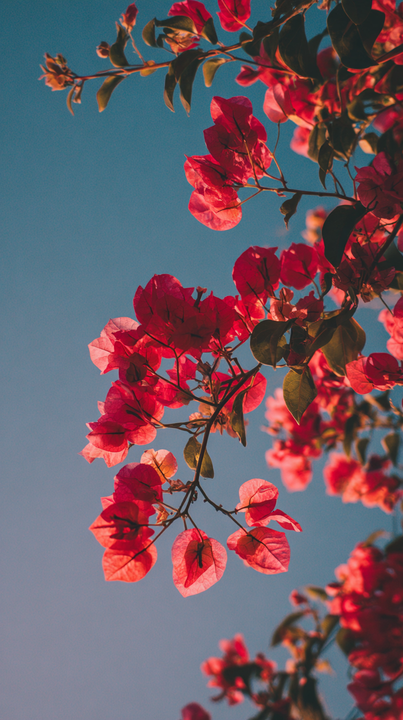 fond d'écran Bougainvillea iphone 15 pro télécharger gratuit
