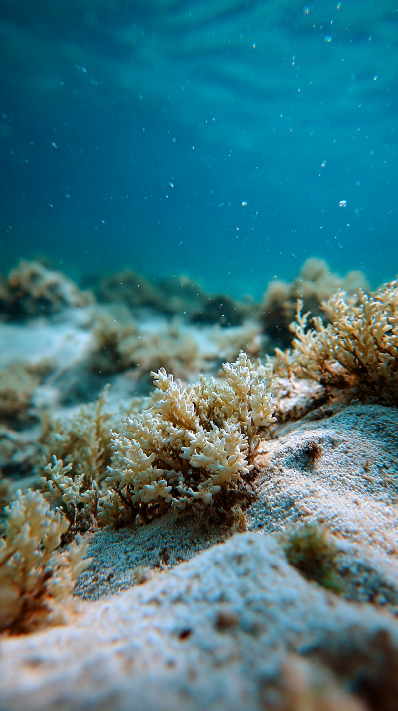 fond d'écran recif corail iphone 14 pro max gratuit