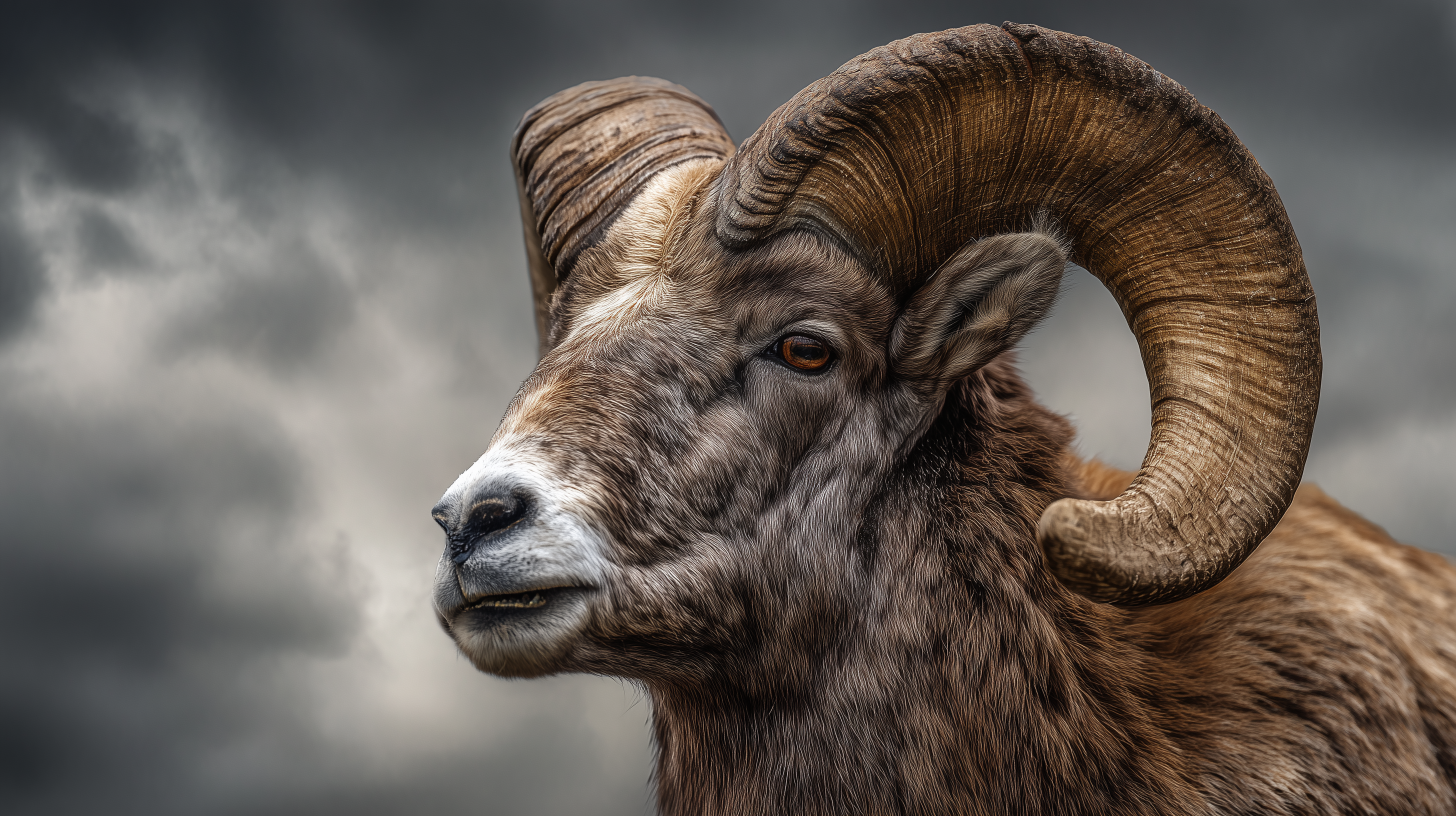 fond d'écran Mouton hp windows 10 téléchargement gratuit