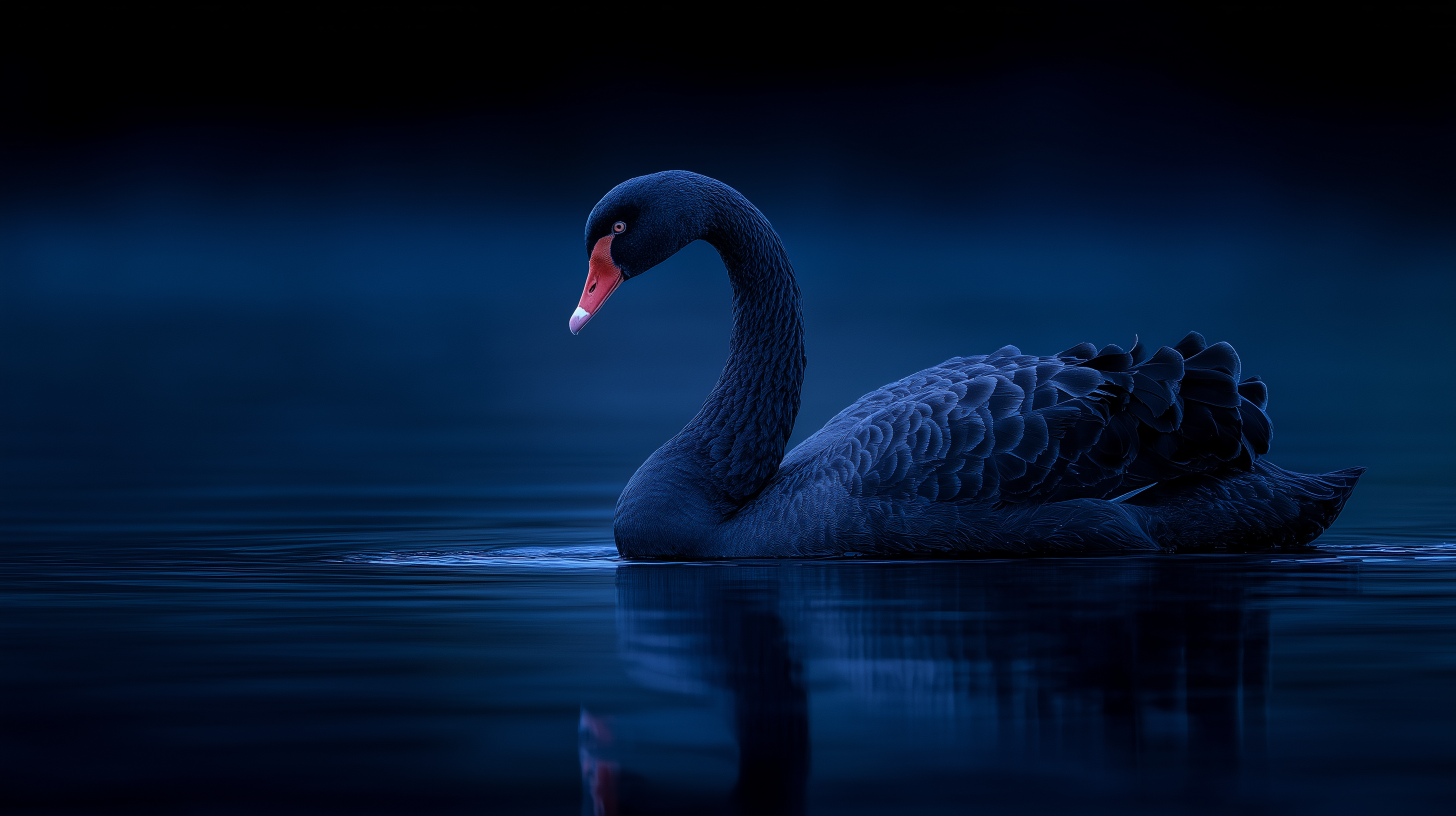 fond d'écran Cygne hp windows 11 téléchargement gratuit