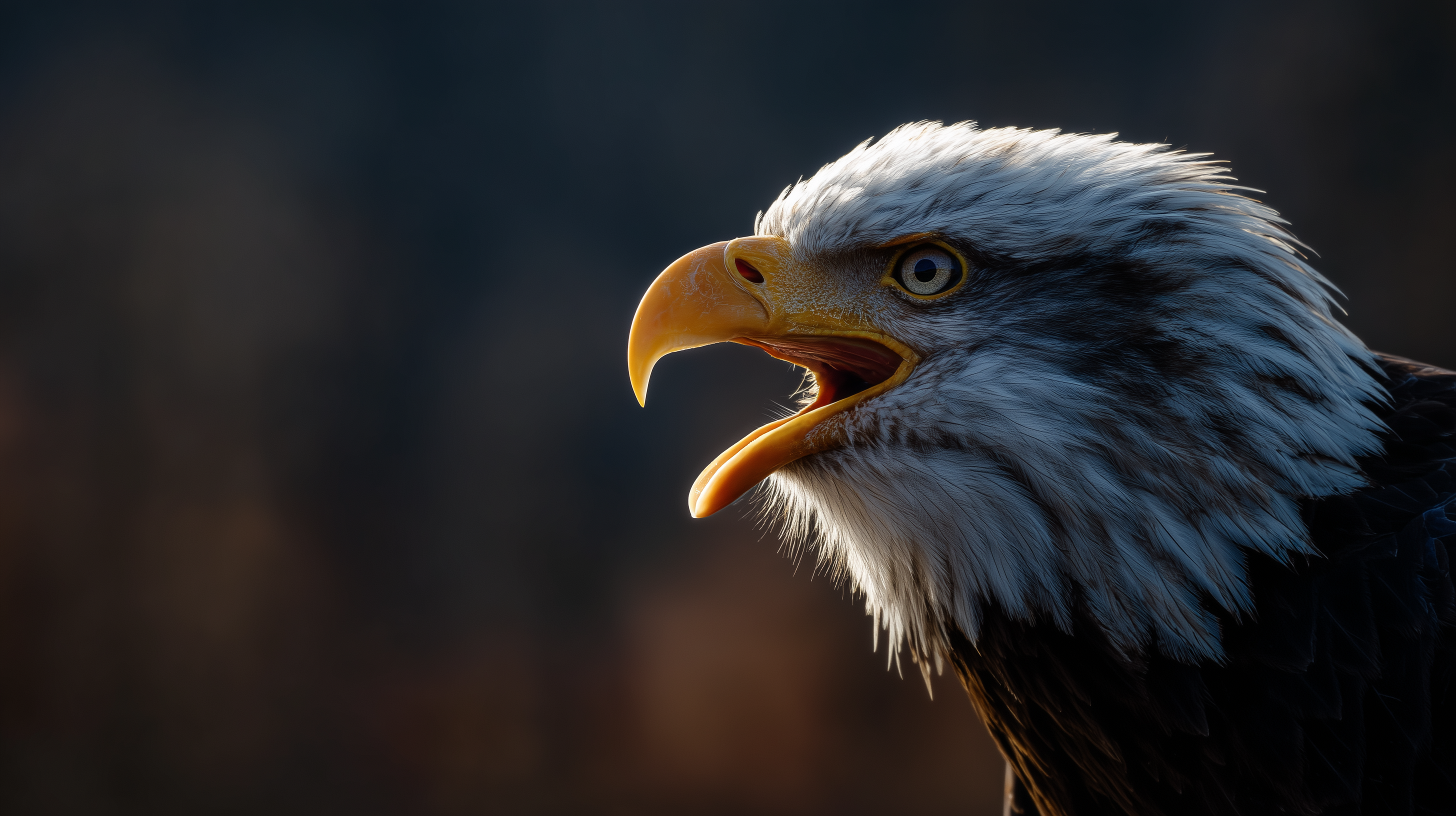 fond d'écran Pygargue à tête blanche windows 11 ultra hd téléchargement gratuit