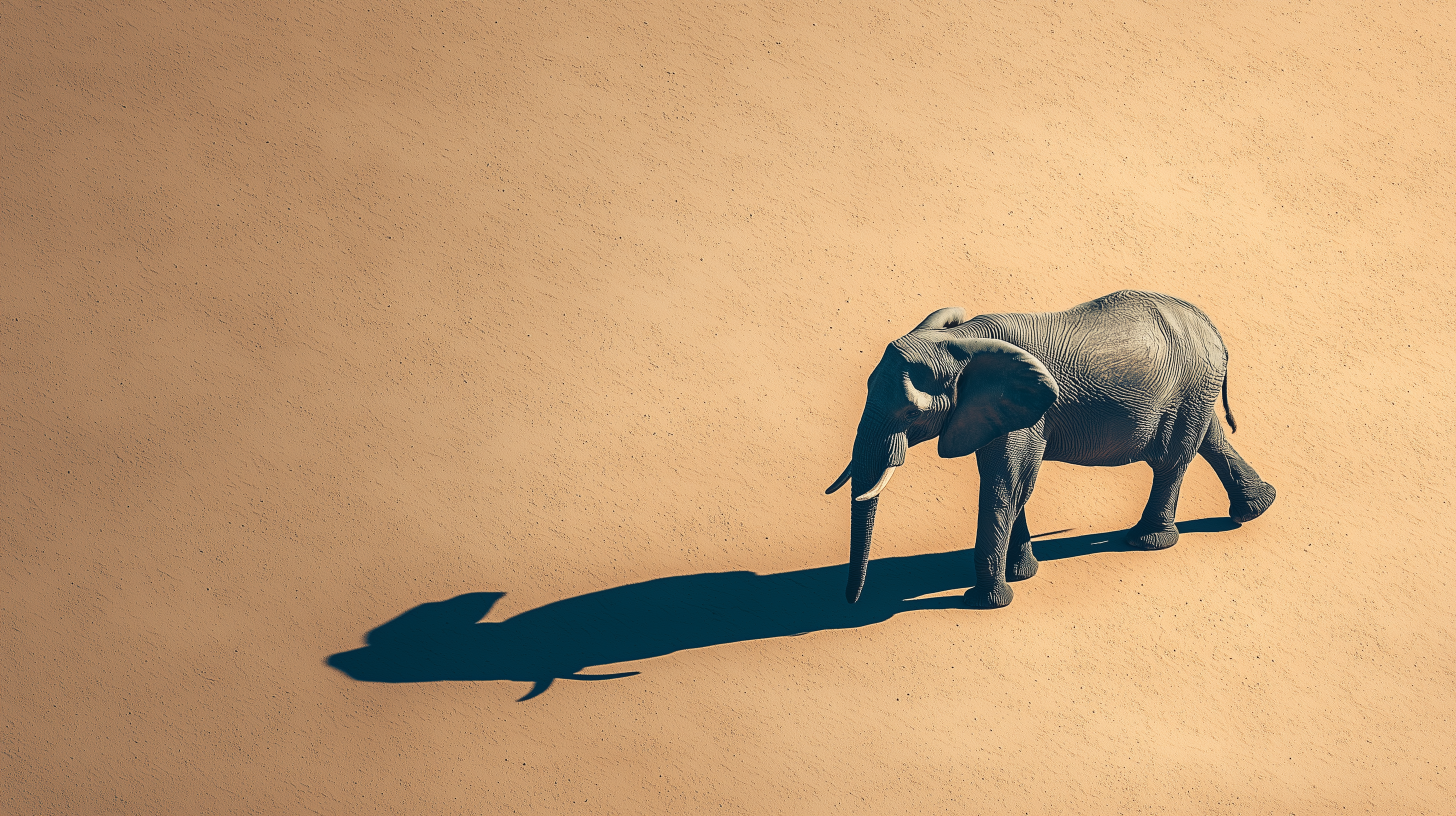 fond d'écran Éléphant windows xp téléchargement gratuit