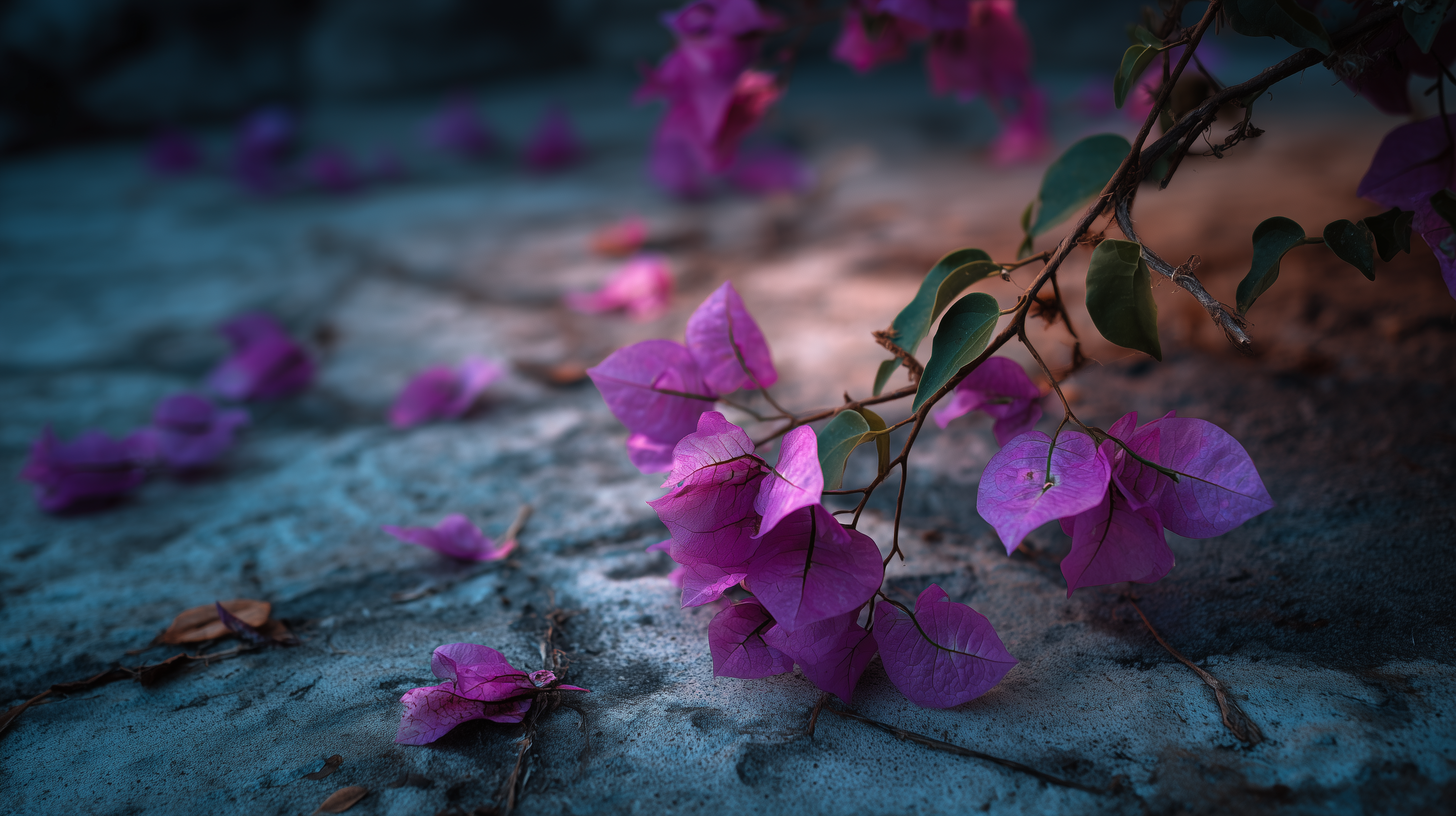 fond d'écran Bougainvillea pc ultra hd 3840x2160 téléchargement gratuit