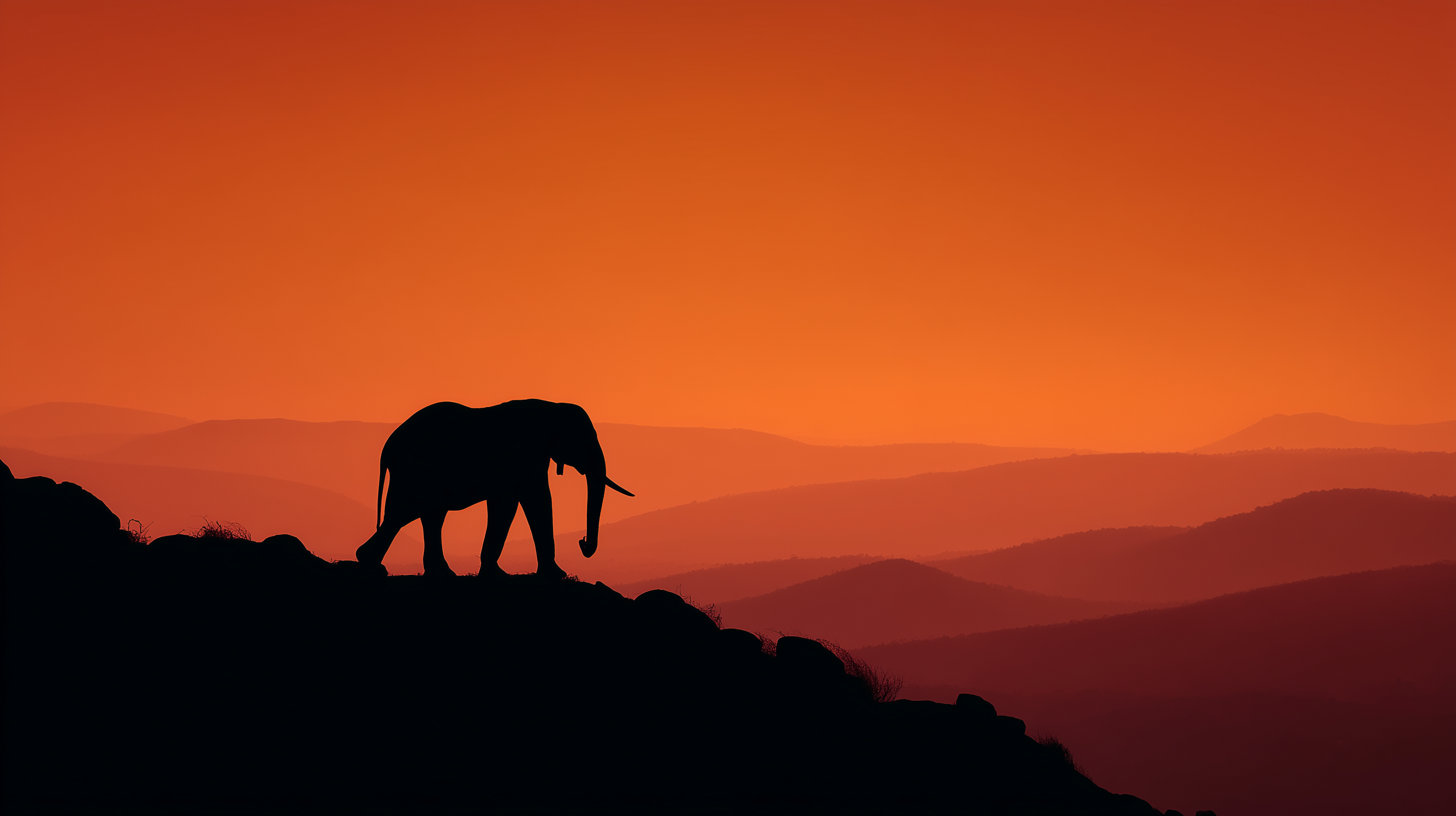 fond d'écran Éléphant 4k windows téléchargement gratuit