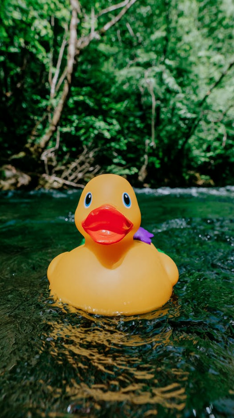 fond d'écran Canard téléphone samsung télécharger gratuit