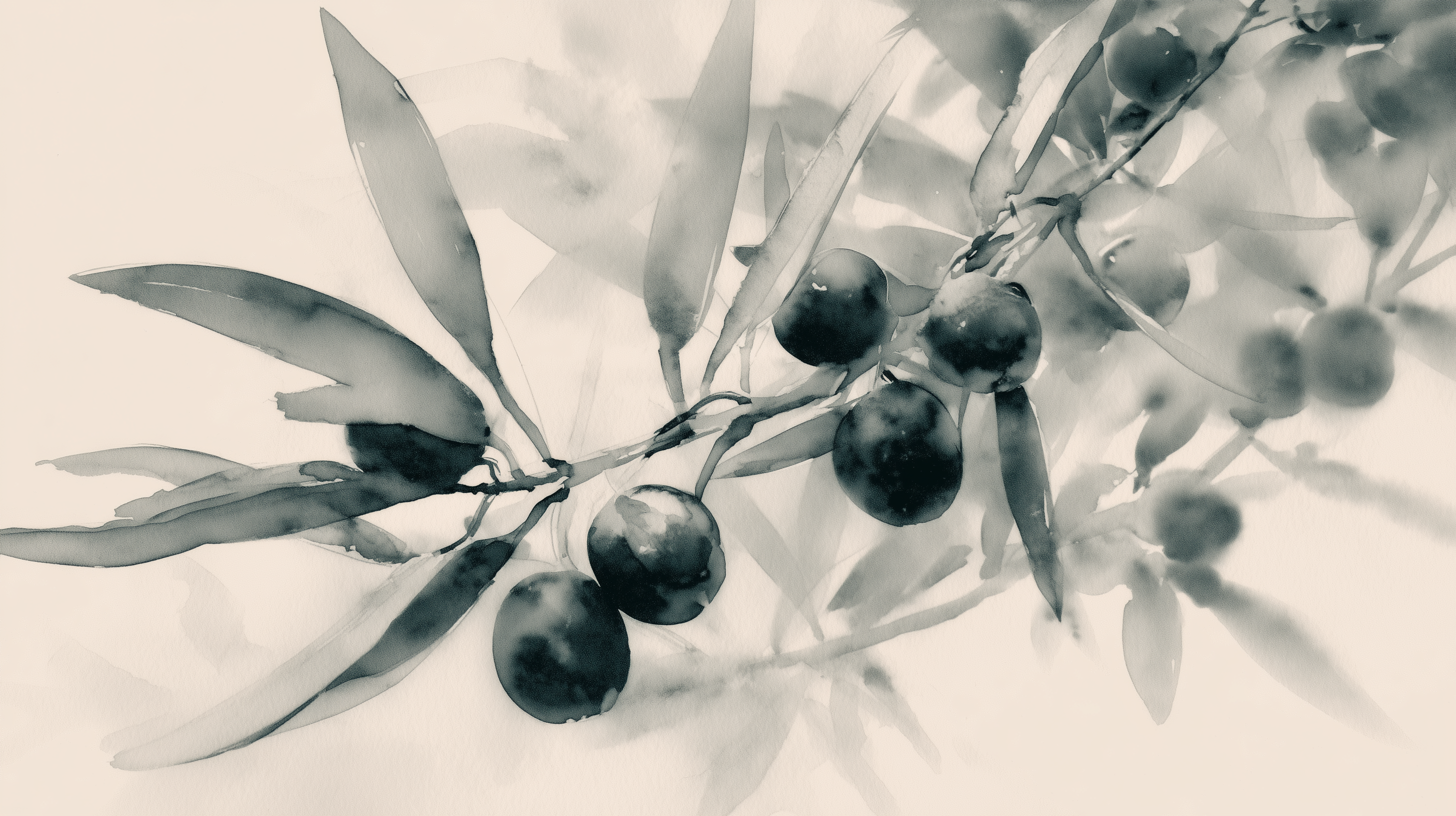 fond d'écran Olea 2560x1600 hd téléchargement gratuit