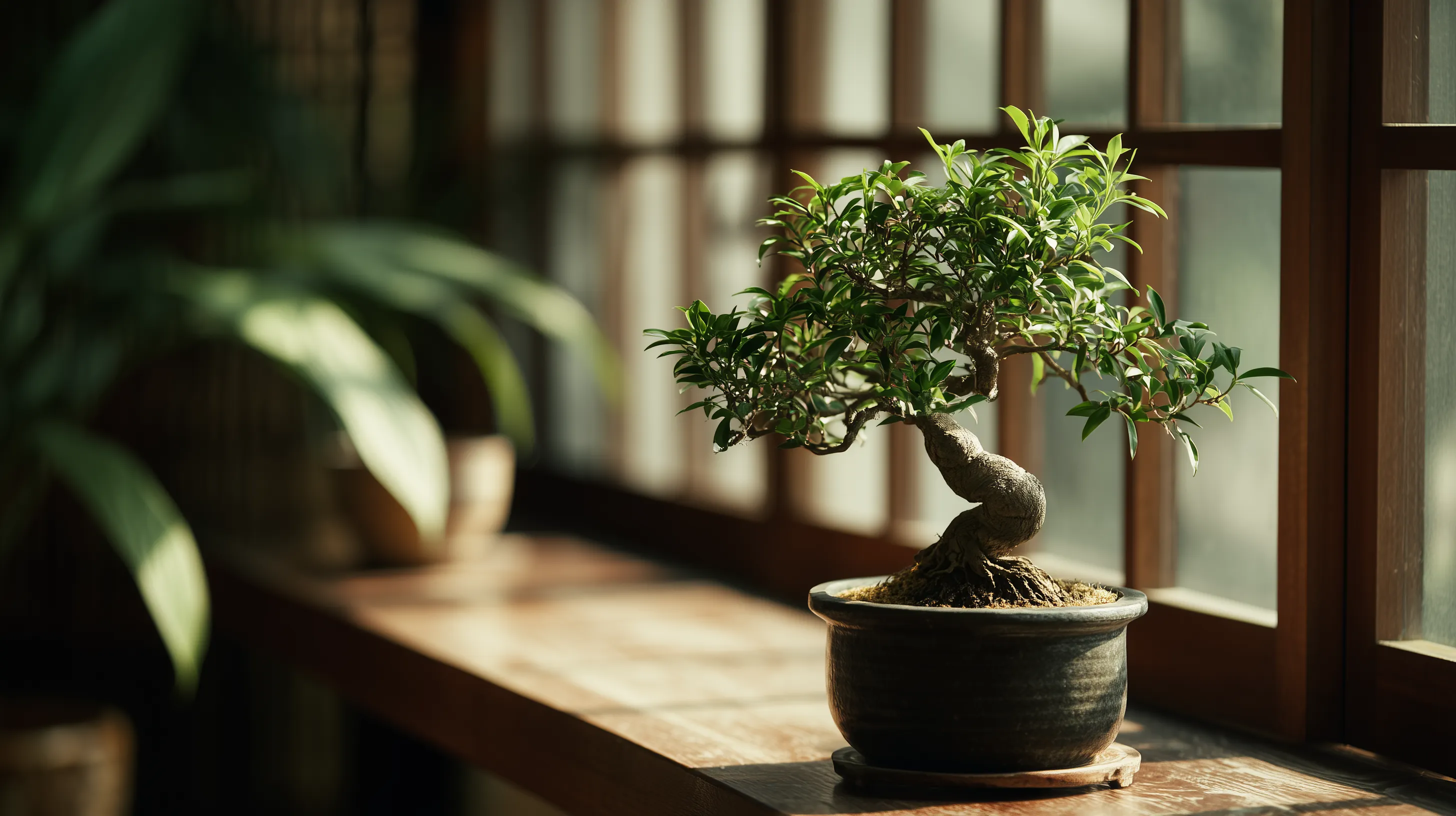 fond d'écran Bonsaï updated 2560x1440 hd téléchargement gratuit