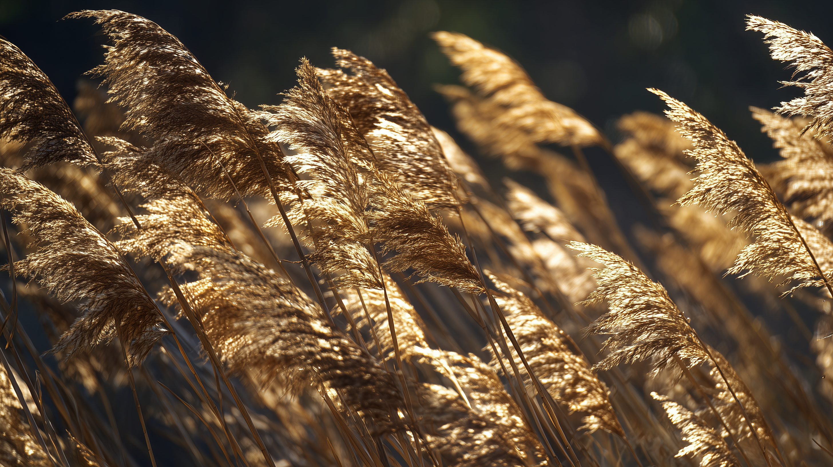 fond d'écran roseau haute résolution téléchargement gratuit