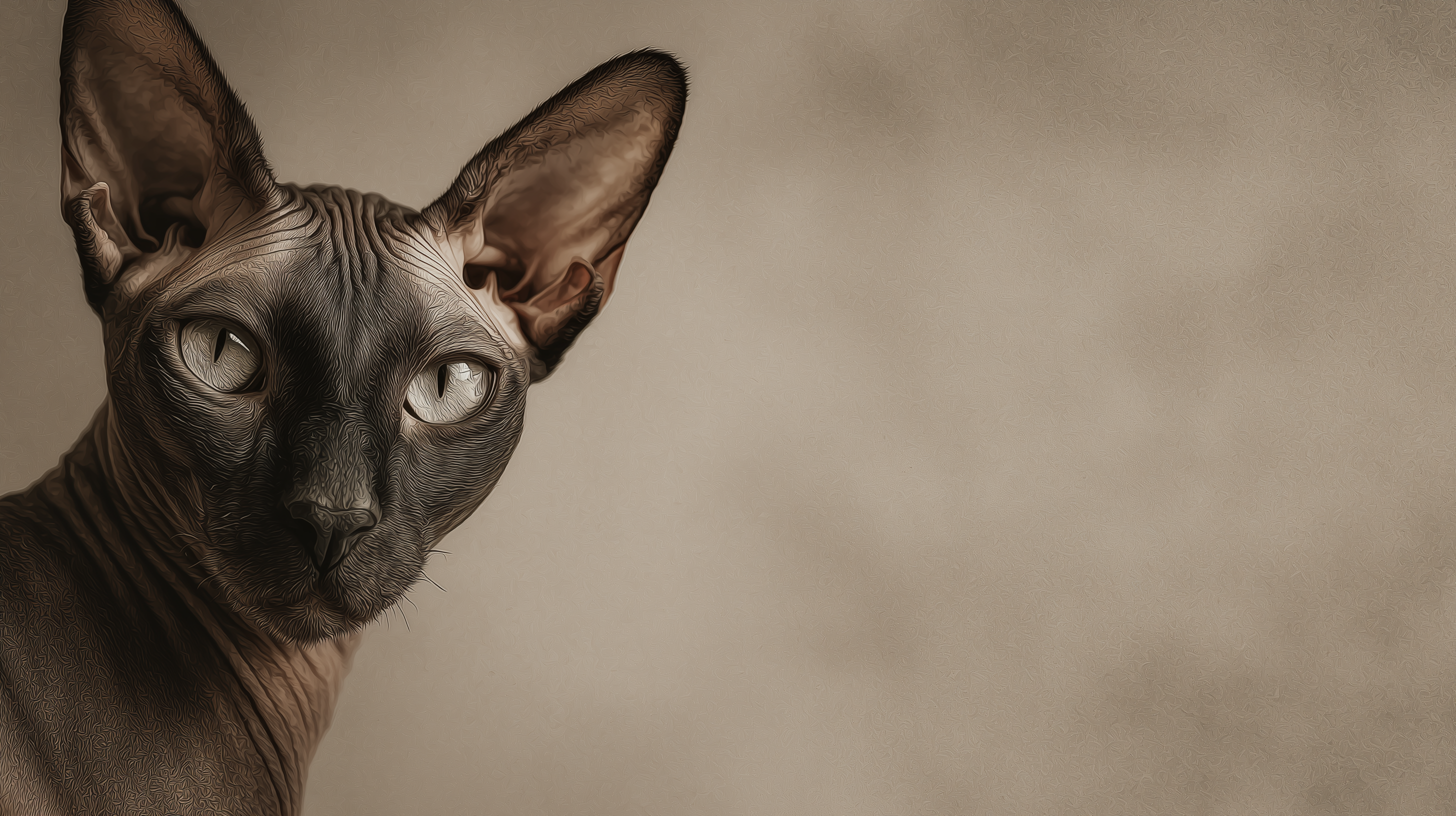 fond d'écran Sphynx pc mac téléchargement gratuit