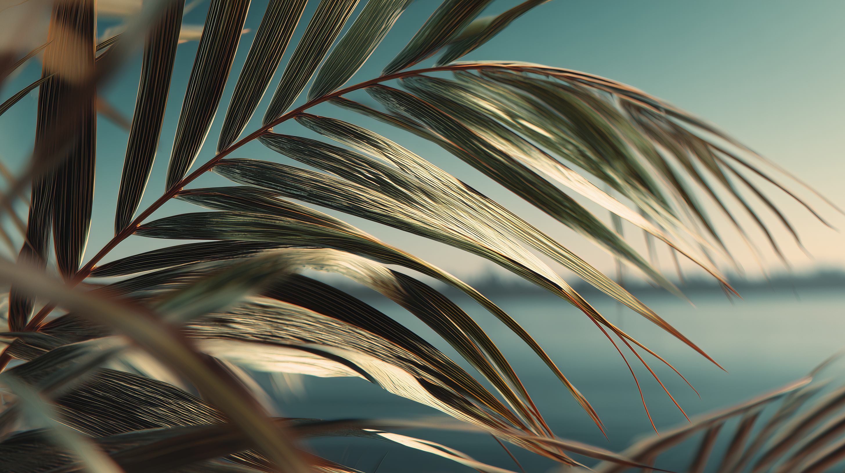 fond d'écran Feuilles pc mac téléchargement gratuit