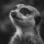 Suricate thumbnail