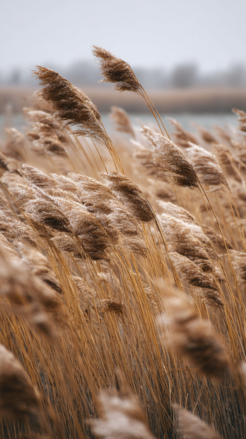 fond d'écran roseau téléphone gratuit
