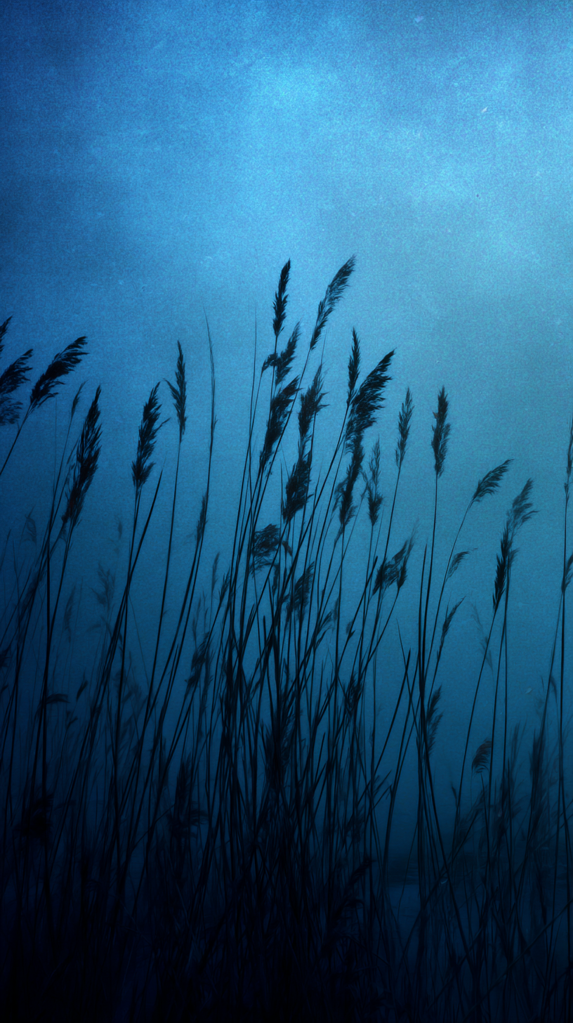 fond d'écran roseau iphone 14 gratuit