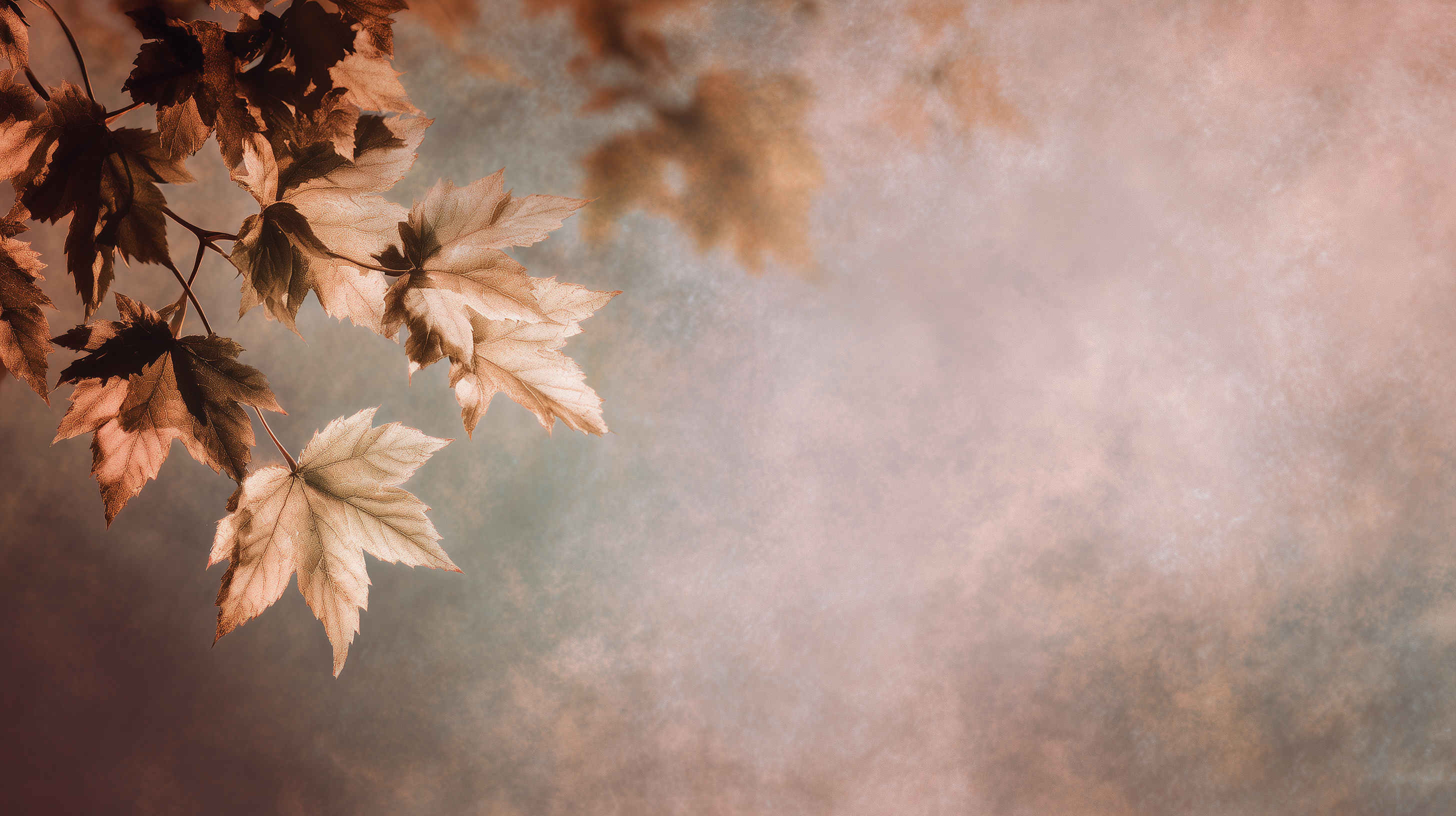 hp fond d'écran Feuilles téléchargement gratuit