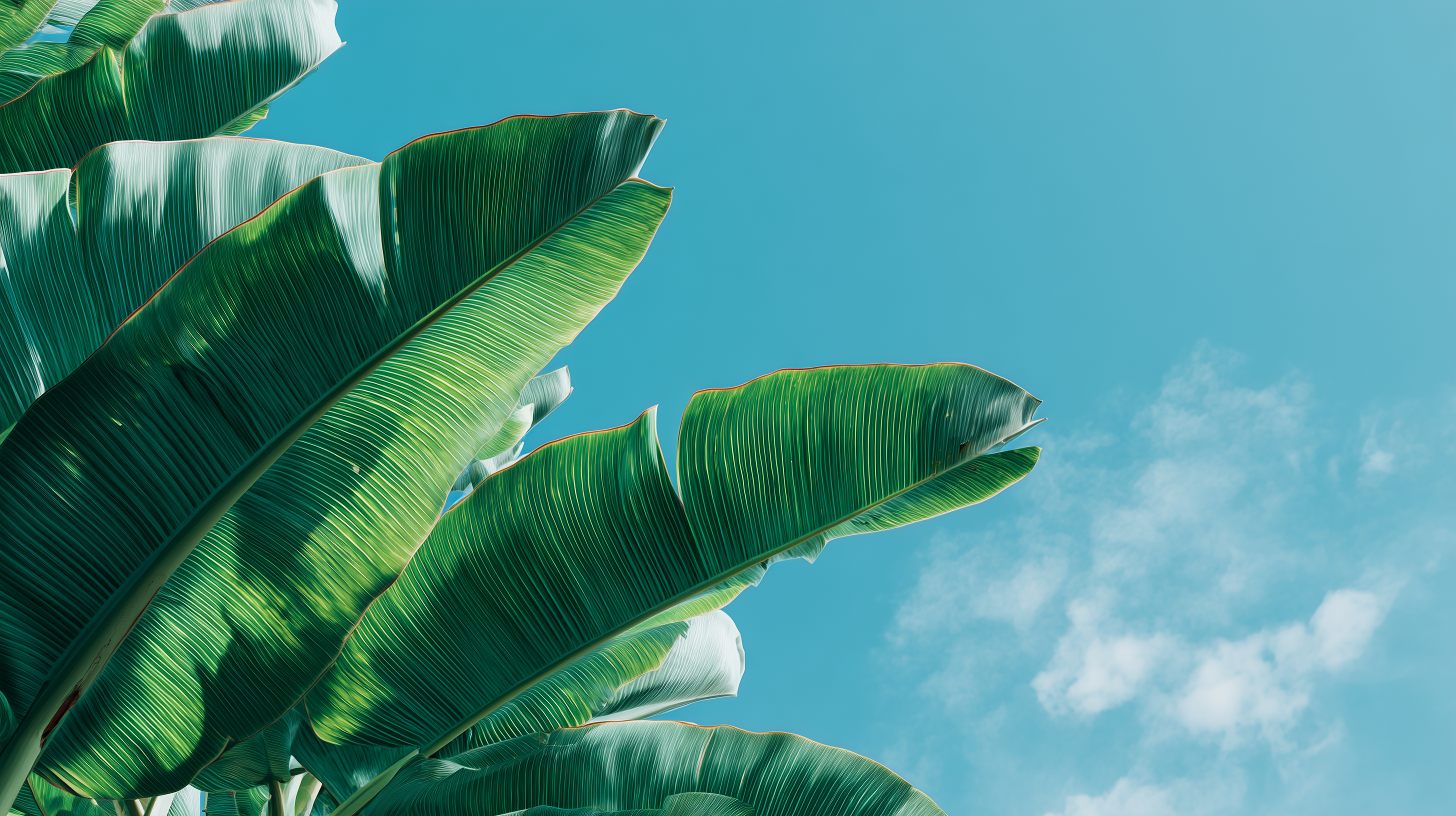 fond d'écran Feuilles pour mac 4k téléchargement gratuit