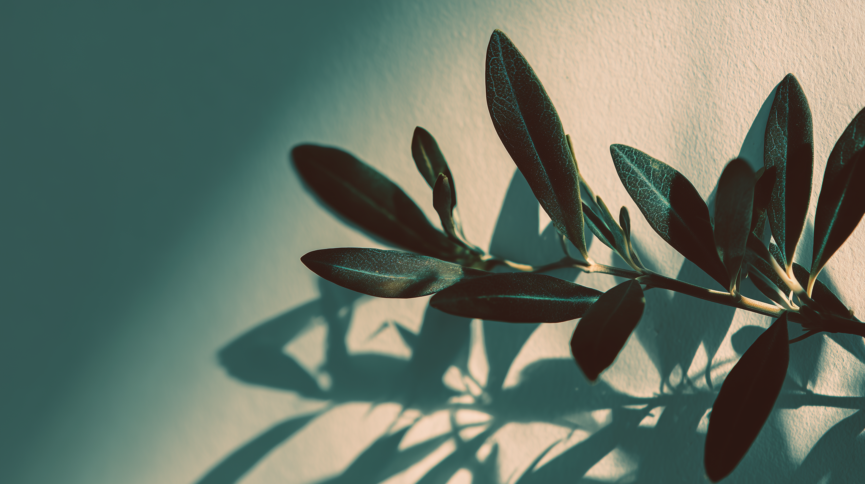 fond d'écran Olea 1080p téléchargement gratuit