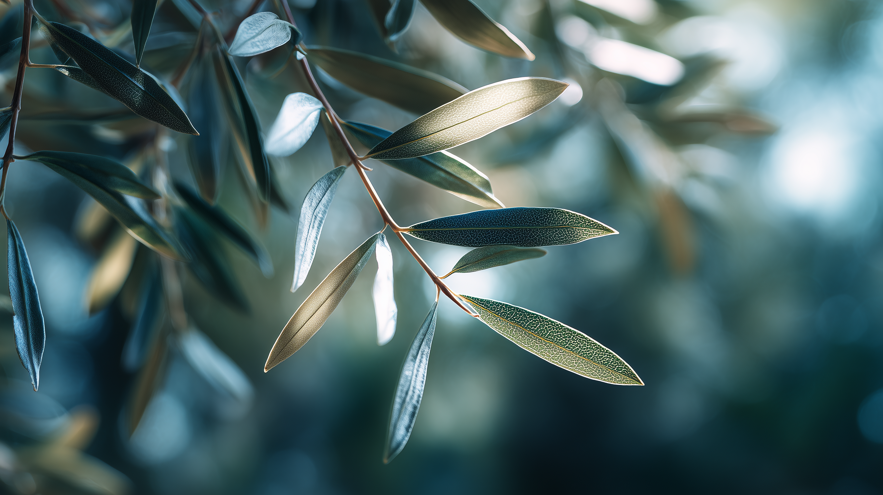 fond d'écran Feuilles 1280x800 téléchargement gratuit