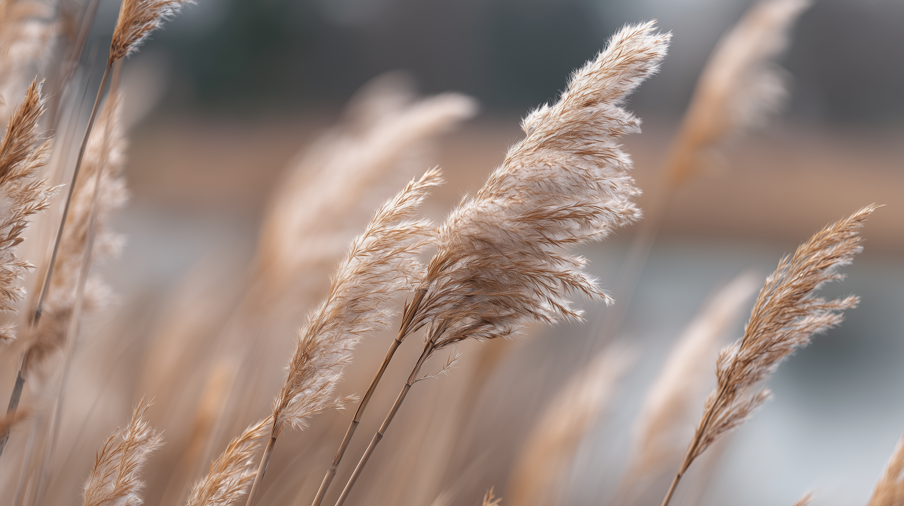 fond d'écran roseau mac 1920x1080 téléchargement gratuit