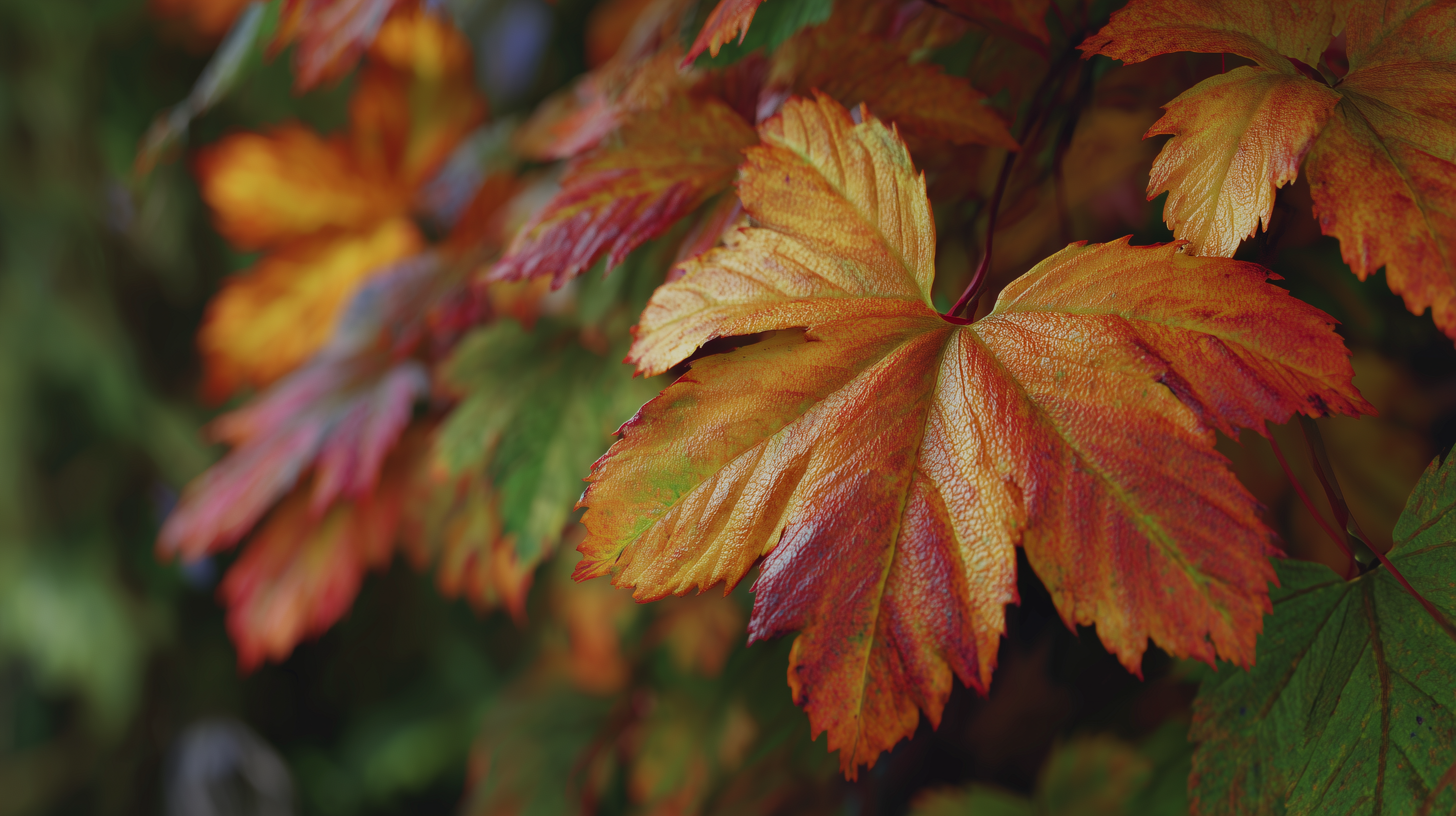 fond d'écran Feuilles windows 11 gratuit téléchargement gratuit