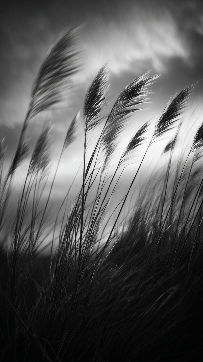 fond d'écran roseau téléphone gratuit télécharger gratuit