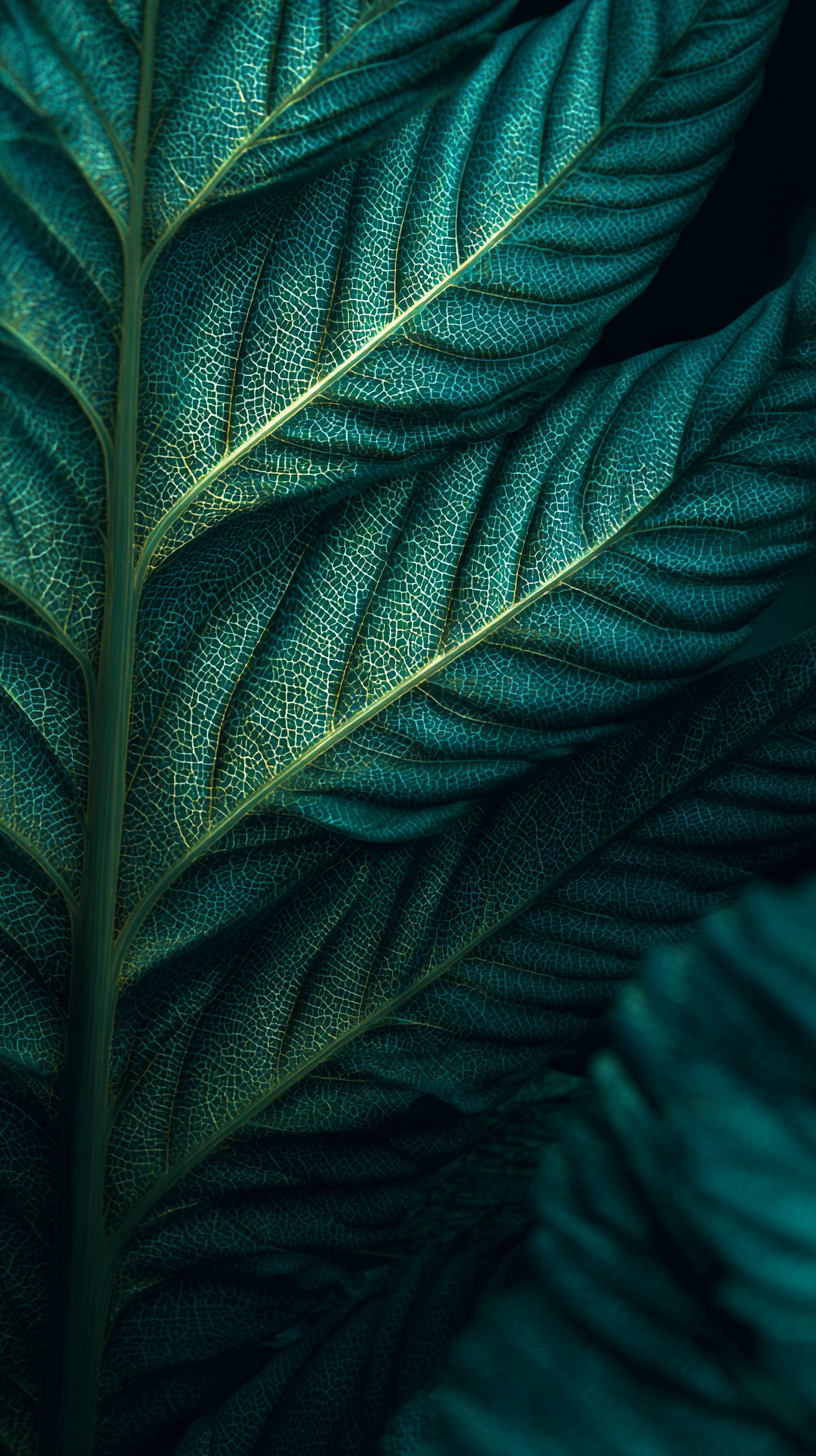 fond d'écran Feuilles iphone 14 télécharger gratuit