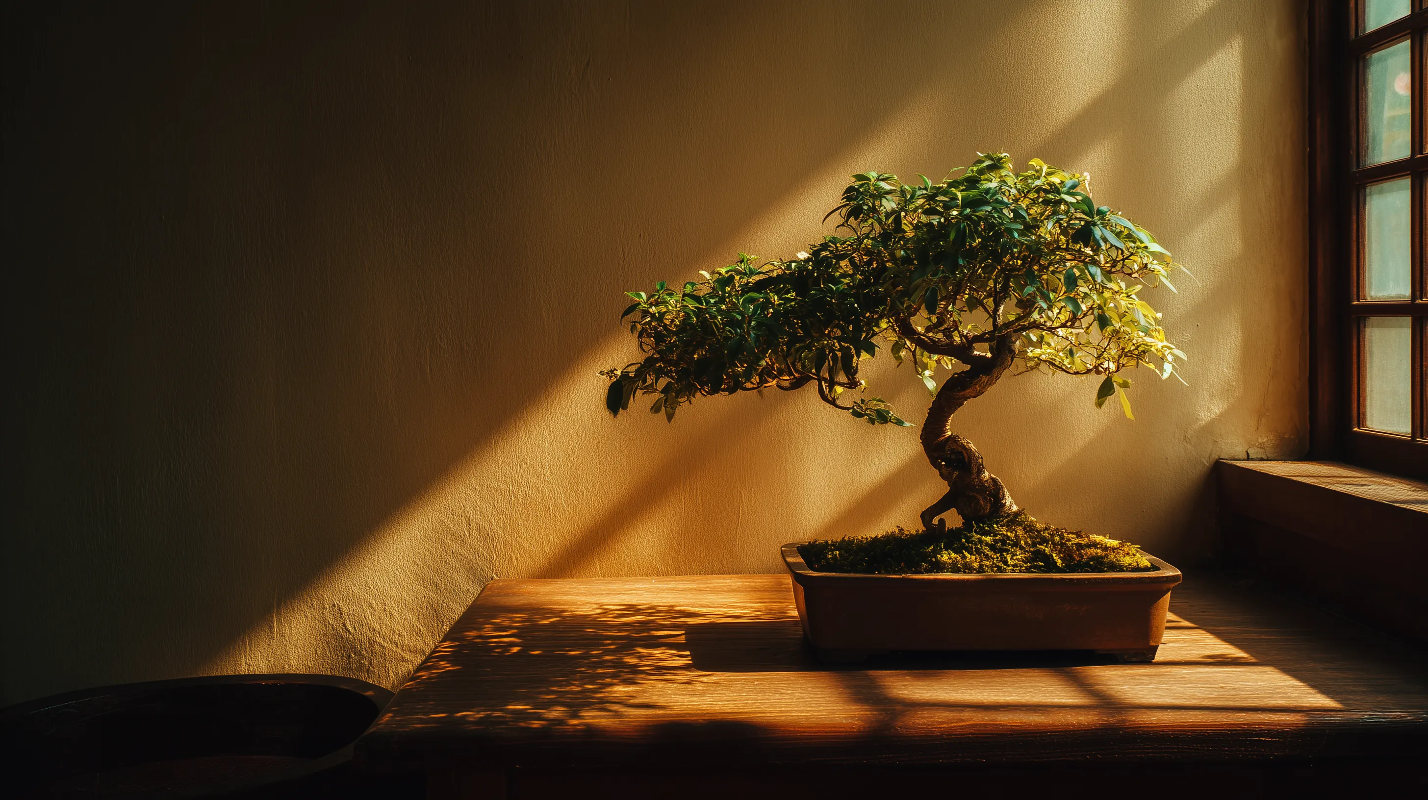 fond d'écran Bonsaï updated 2560x1600 hd téléchargement gratuit