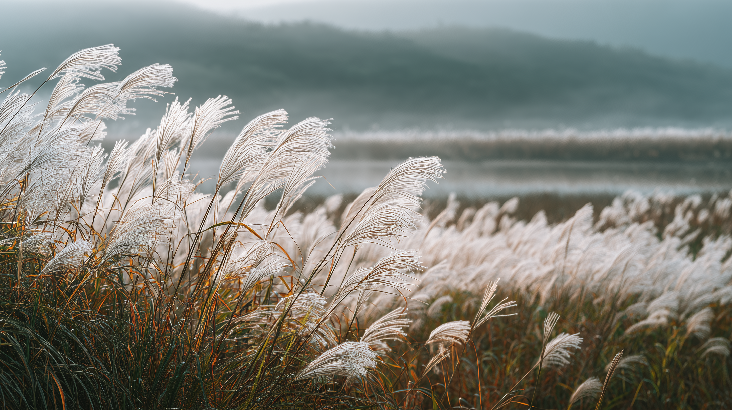 fond d'écran roseau windows téléchargement gratuit