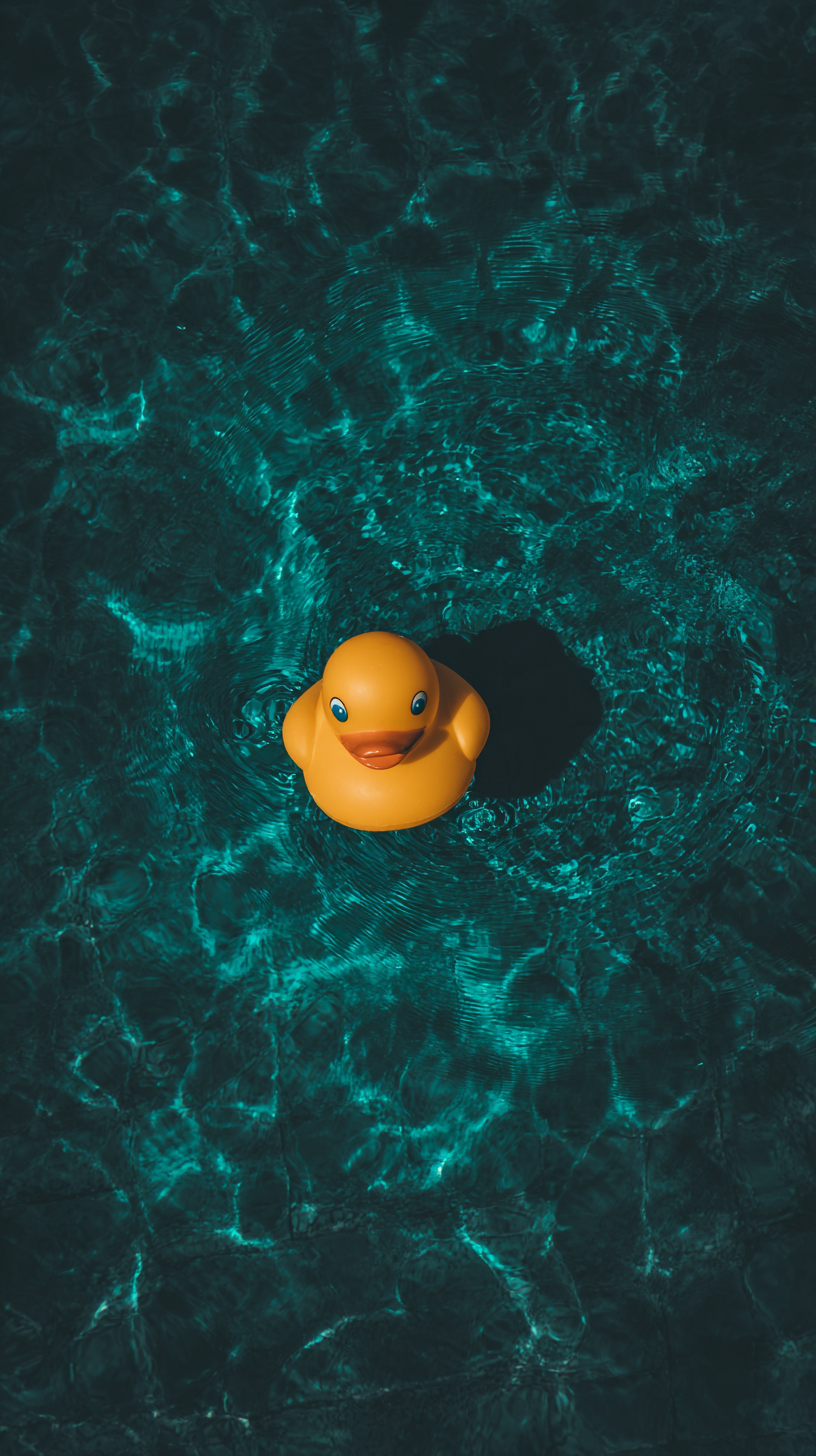 fond d'écran Canard android gratuit sans filigrane