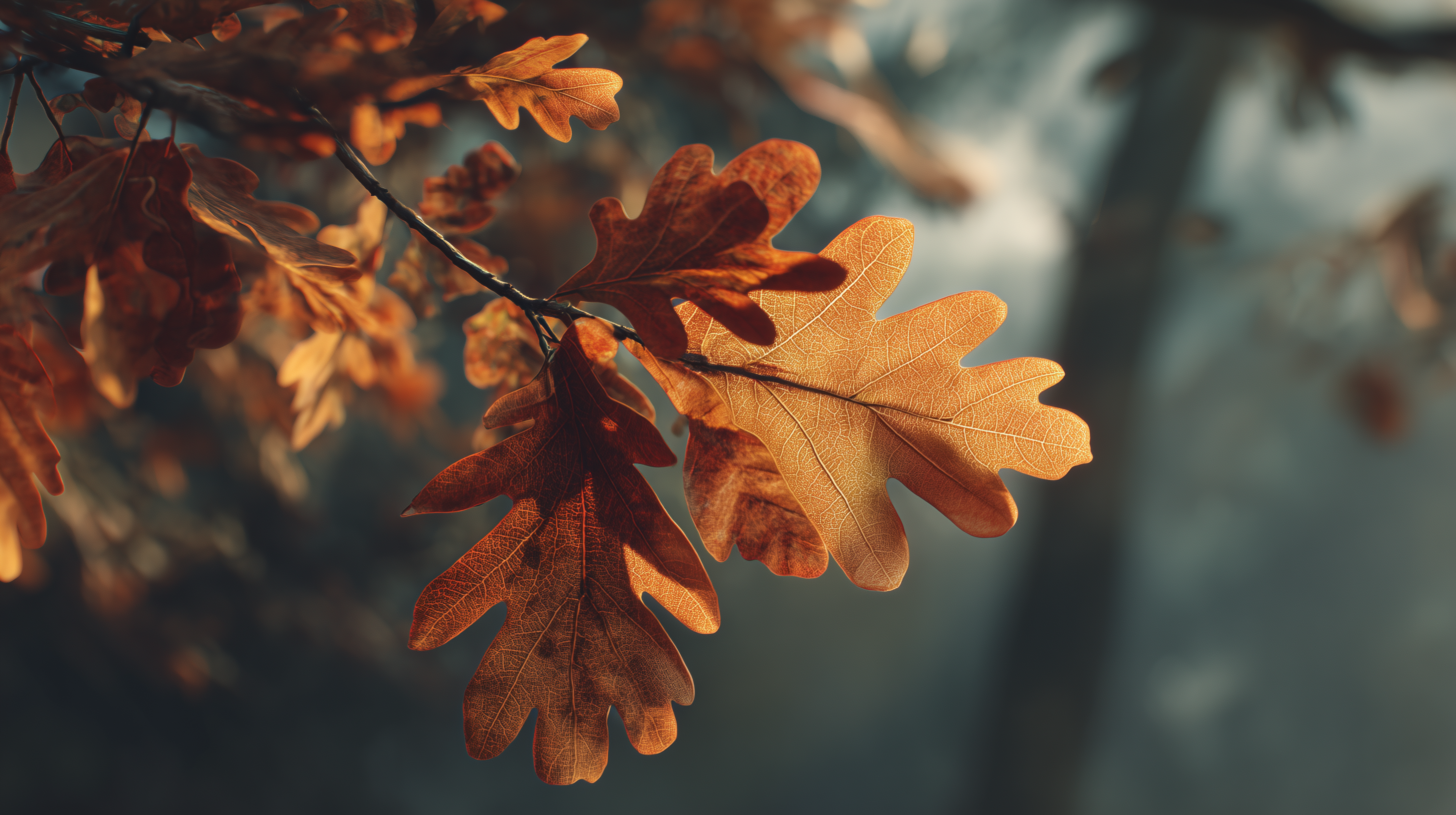 hp fond d'écran Feuilles téléchargement gratuit