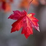 Érable Rouge thumbnail