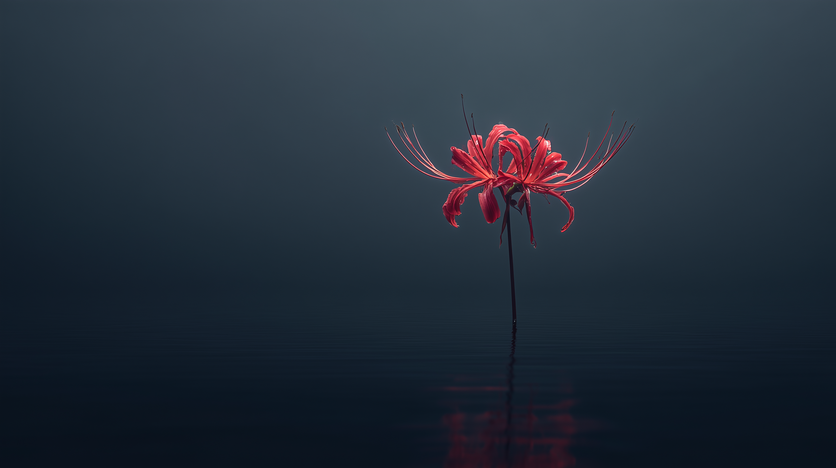 fond d'écran Lycoris radiata 1920x1200 hd téléchargement gratuit