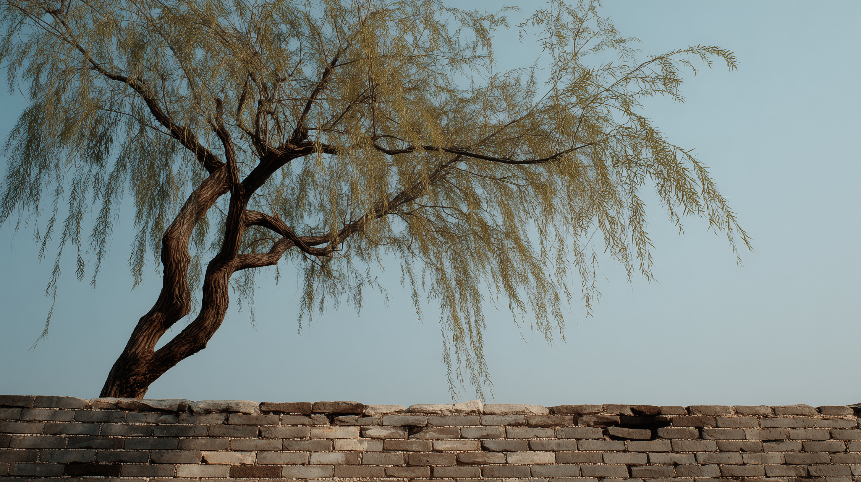 fond d'écran Saule meilleure téléchargement gratuit