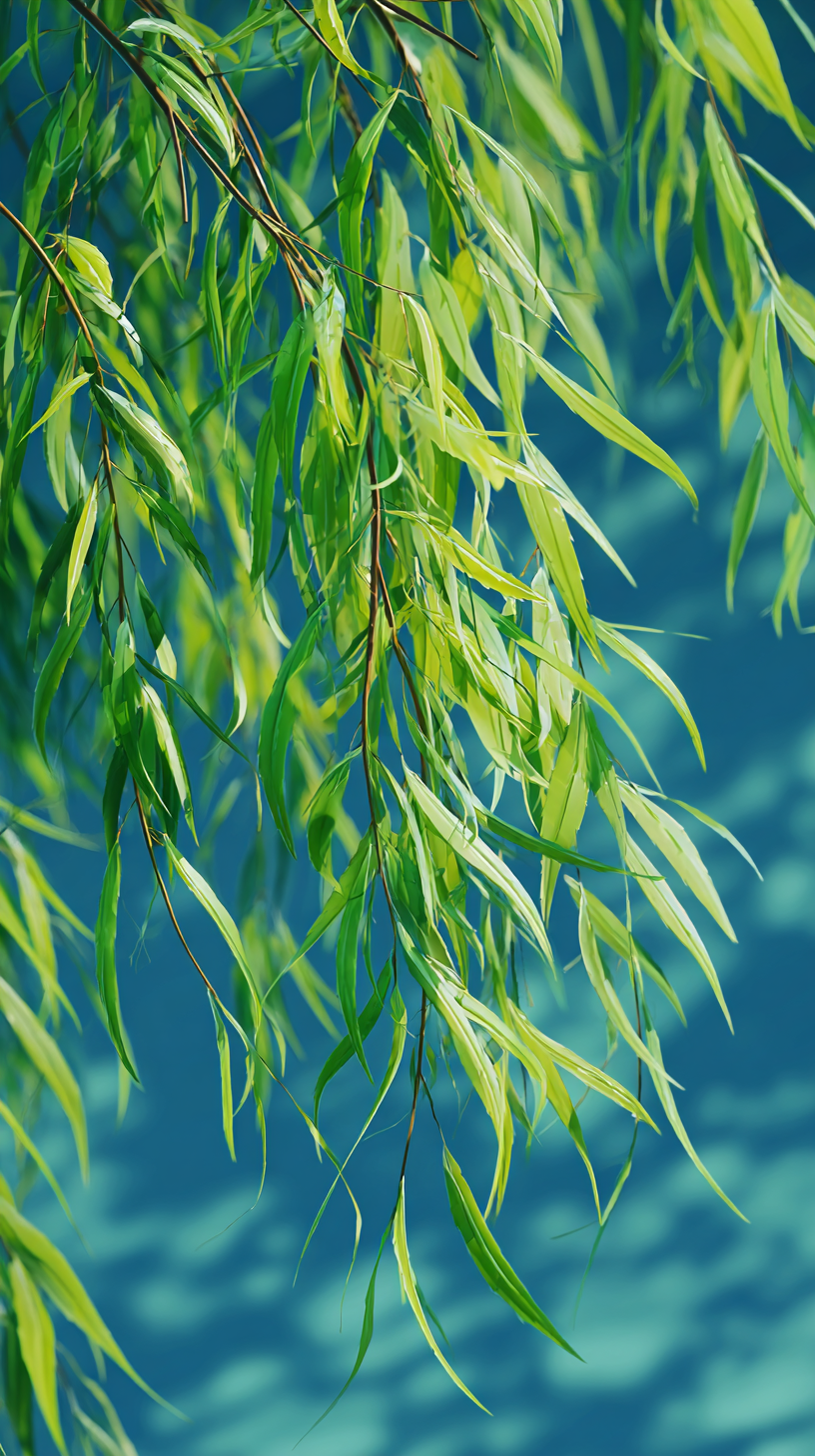 fond d'écran Saule iphone 16 pro gratuit