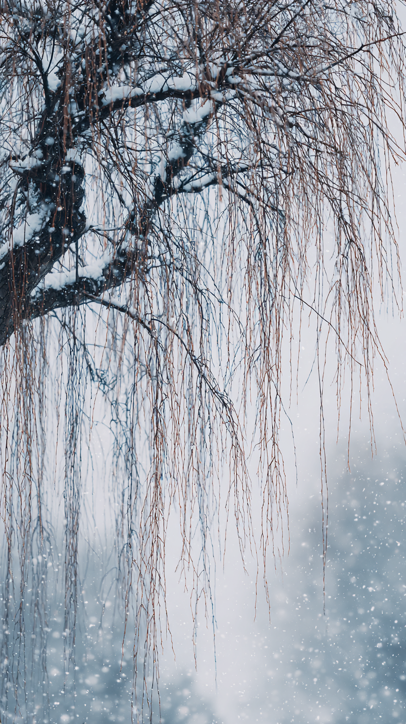 fond d'écran Saule iphone x télécharger gratuit